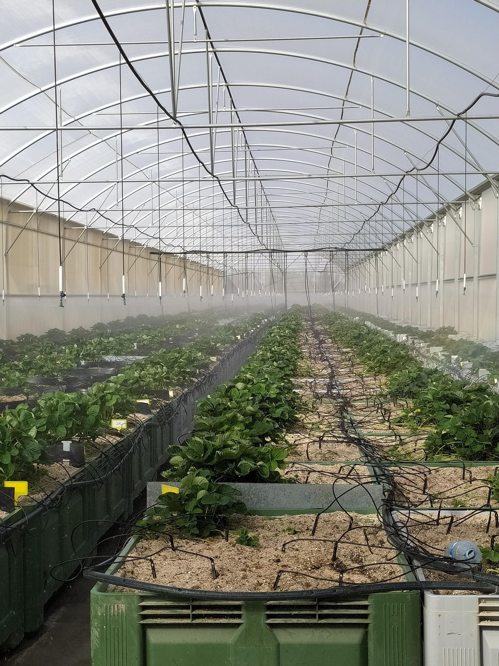 Uno de los tipos de cultivo.