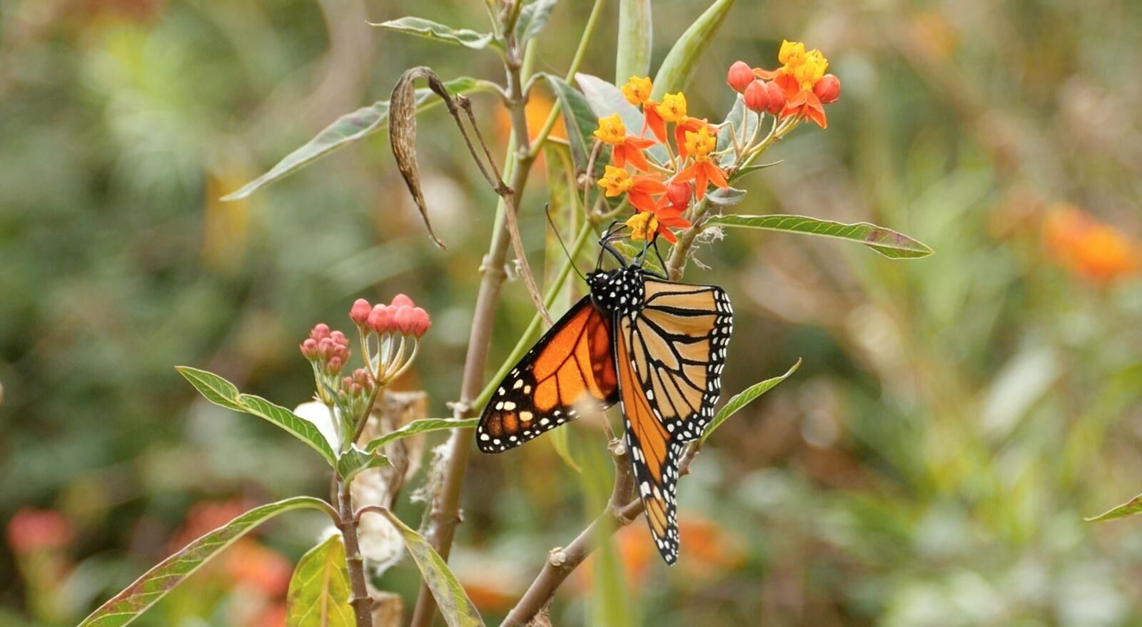 Una mariposa monarca libando en Asclepias.