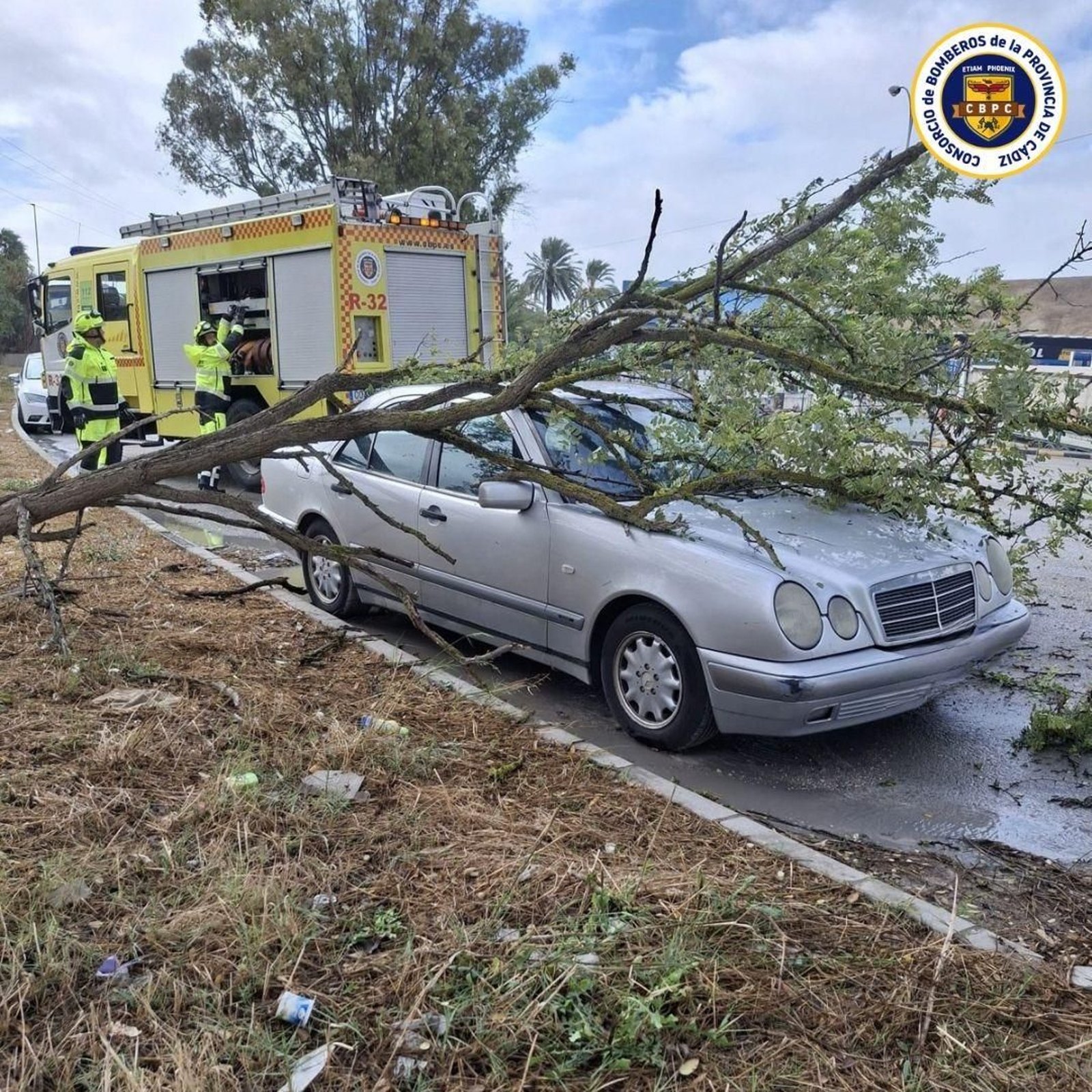 Un árbol cae sobre un coche en Jerez.
