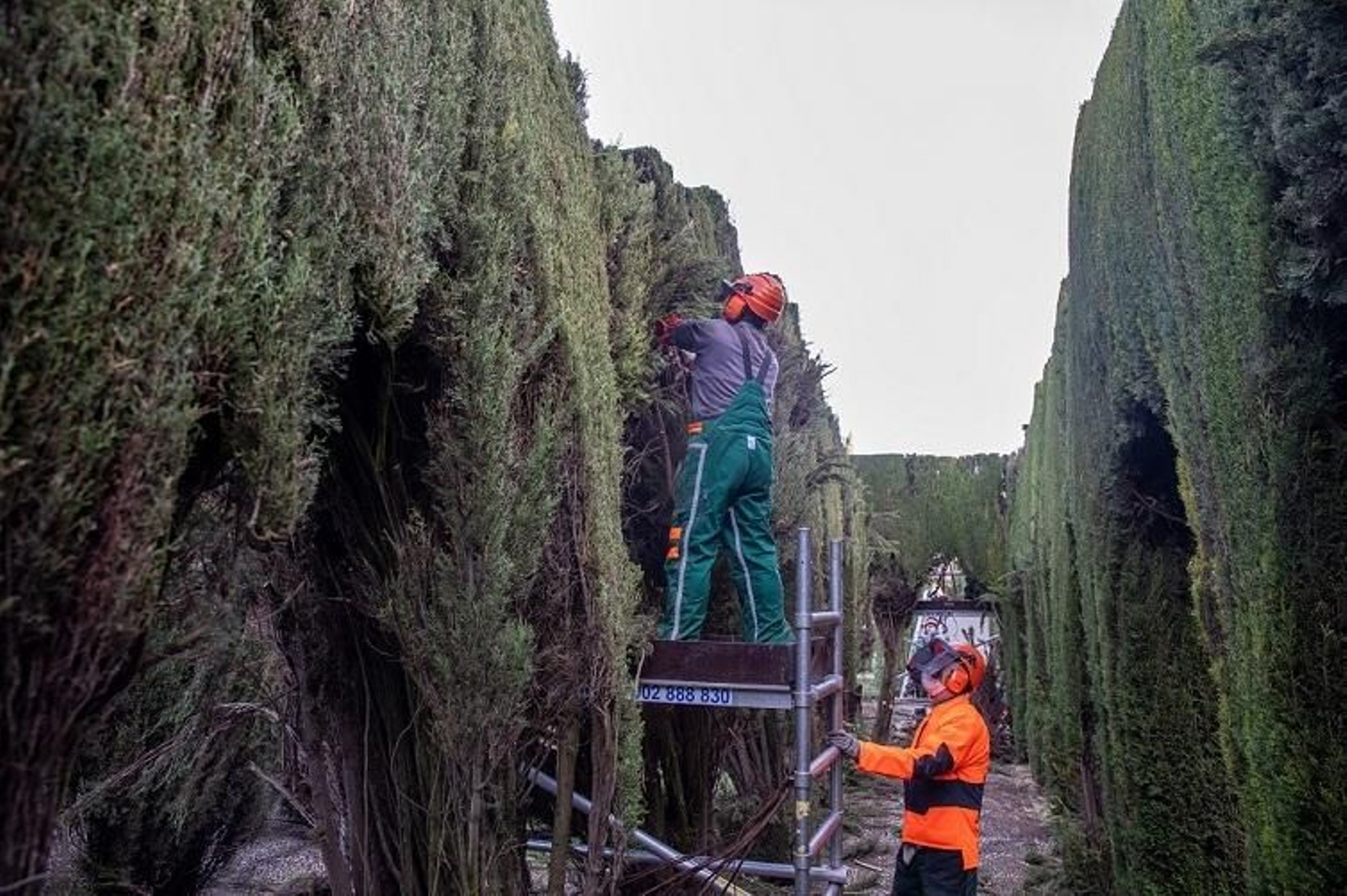Trabajos en las topiarias de los Jardines de la Rosaleda de Torres Balbás del Generalife.