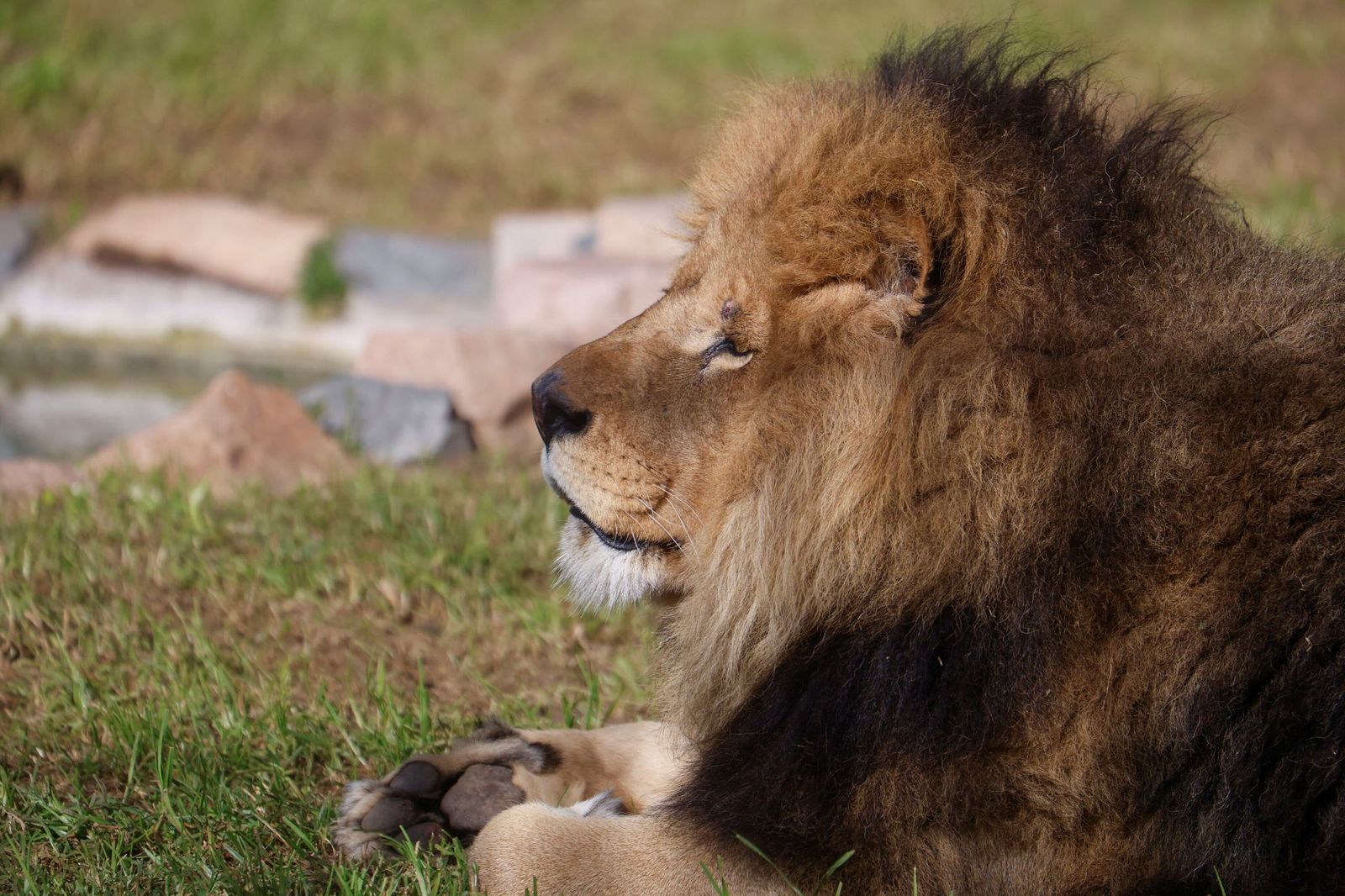 Las mejores imágenes de Zazu y Aissa, la nueva pareja de leones del Zoo de Córdoba