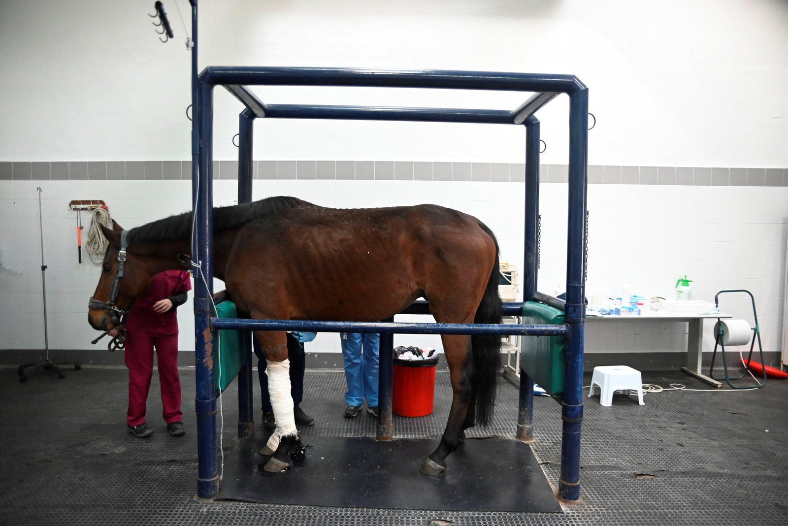 El Hospital Veterinario de la Universidad de Córdoba, en imágenes