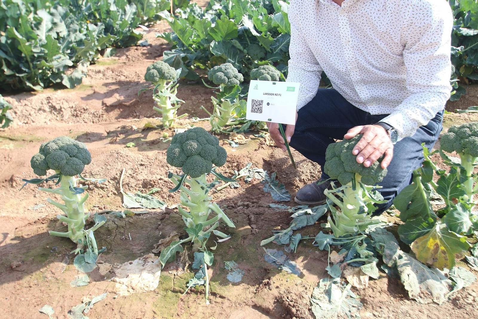 Fotogalería de las jornadas de puertas abiertas de Rijk Zwaan en Cartagena