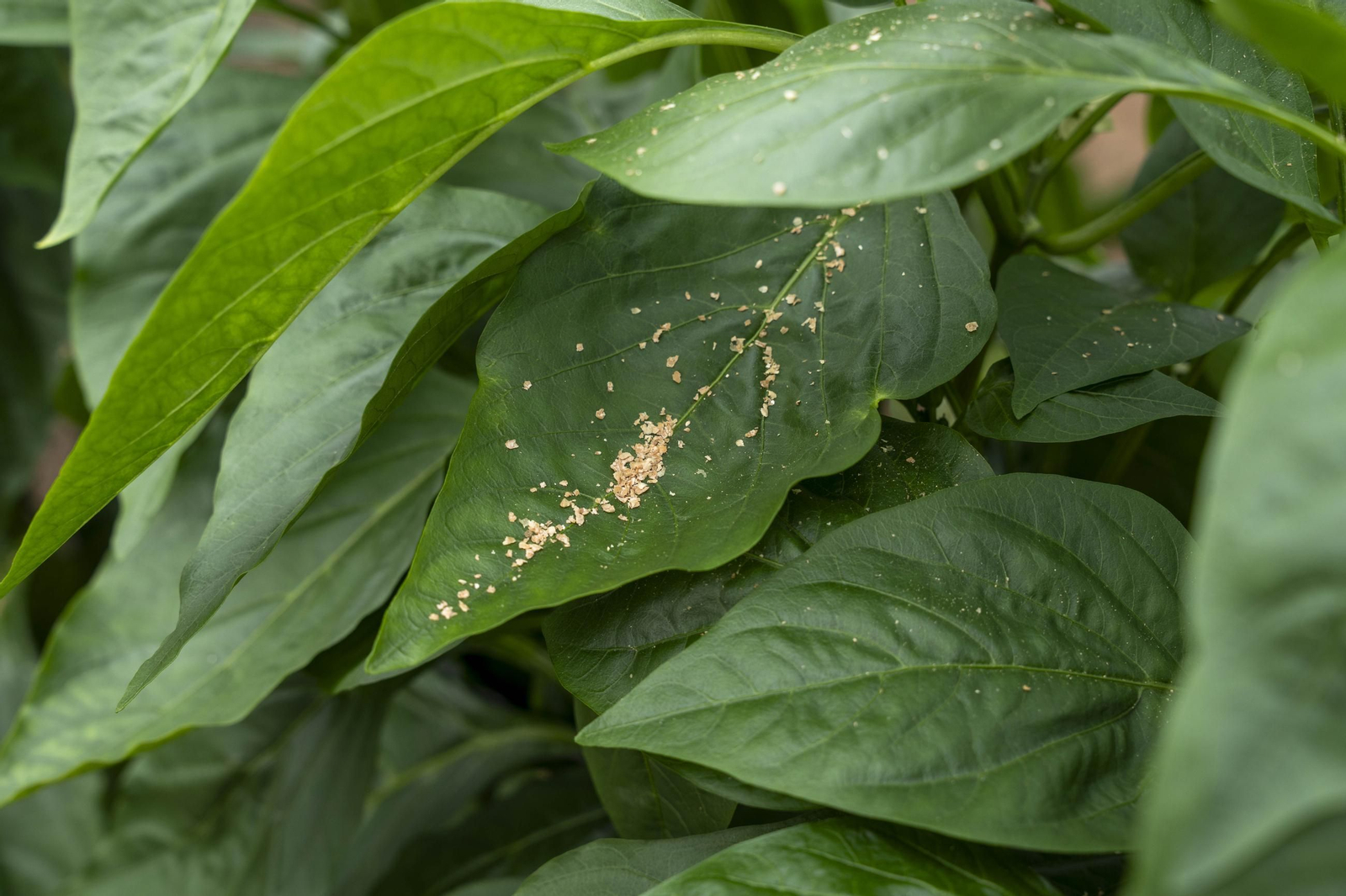 Las imágenes de la suelta de bichos depredadores para la lucha biológica en invernadero por Agrobio