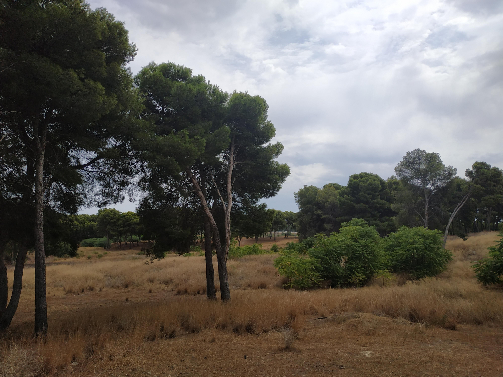 Imagen de los terrenos del antiguo Campamento Benítez de Málaga.