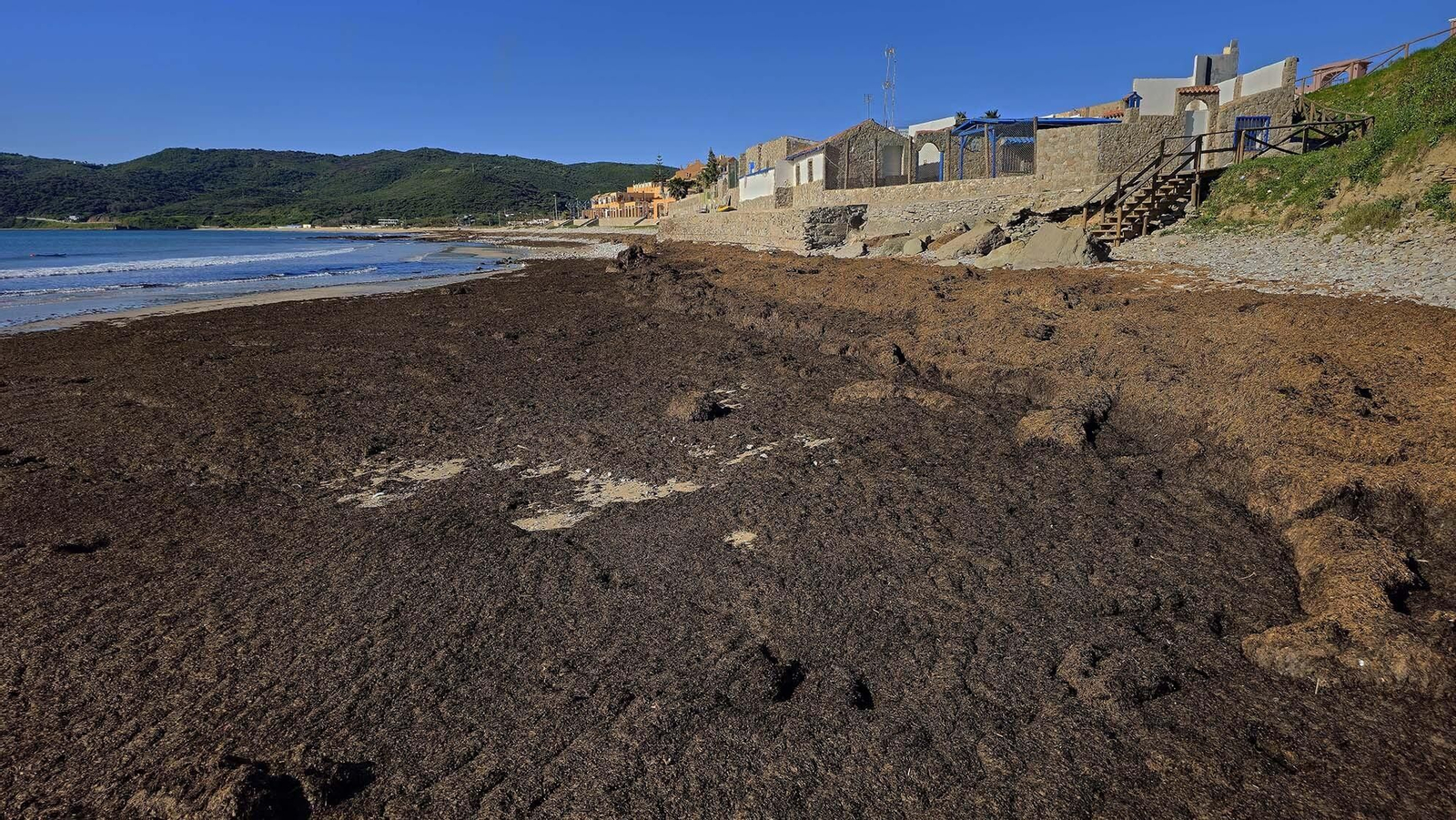 Imágenes del manto de alga parda en la playa de Getares
