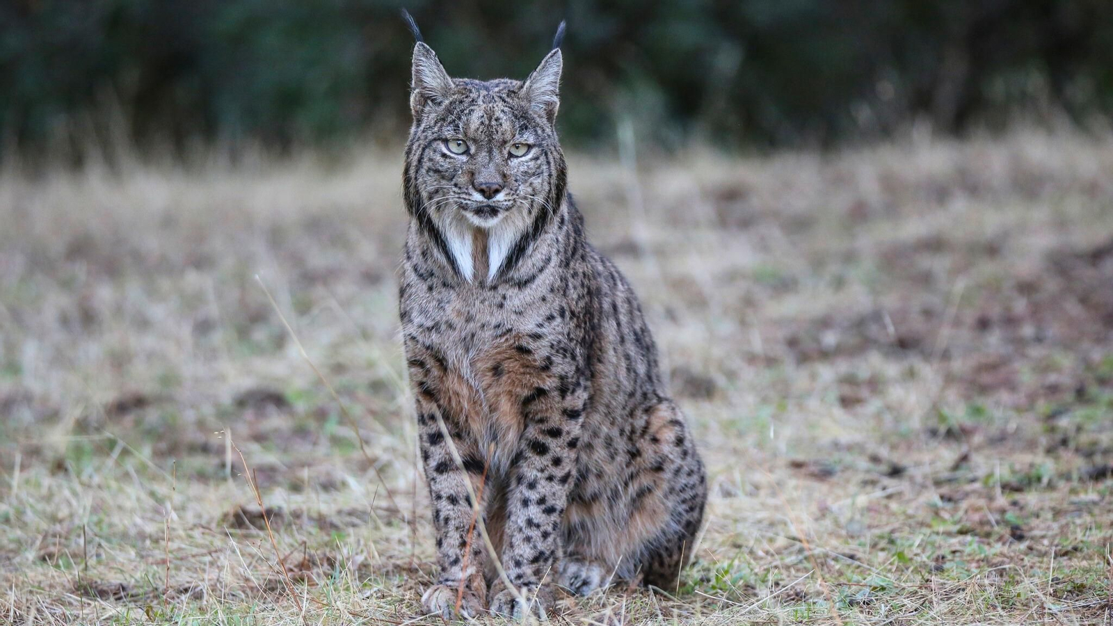 En el Parque Natural Sierra de Andújar y Sierra Morena se trabaja por la conservación del lince ibérico, que puedes ver en su hábitat natural.