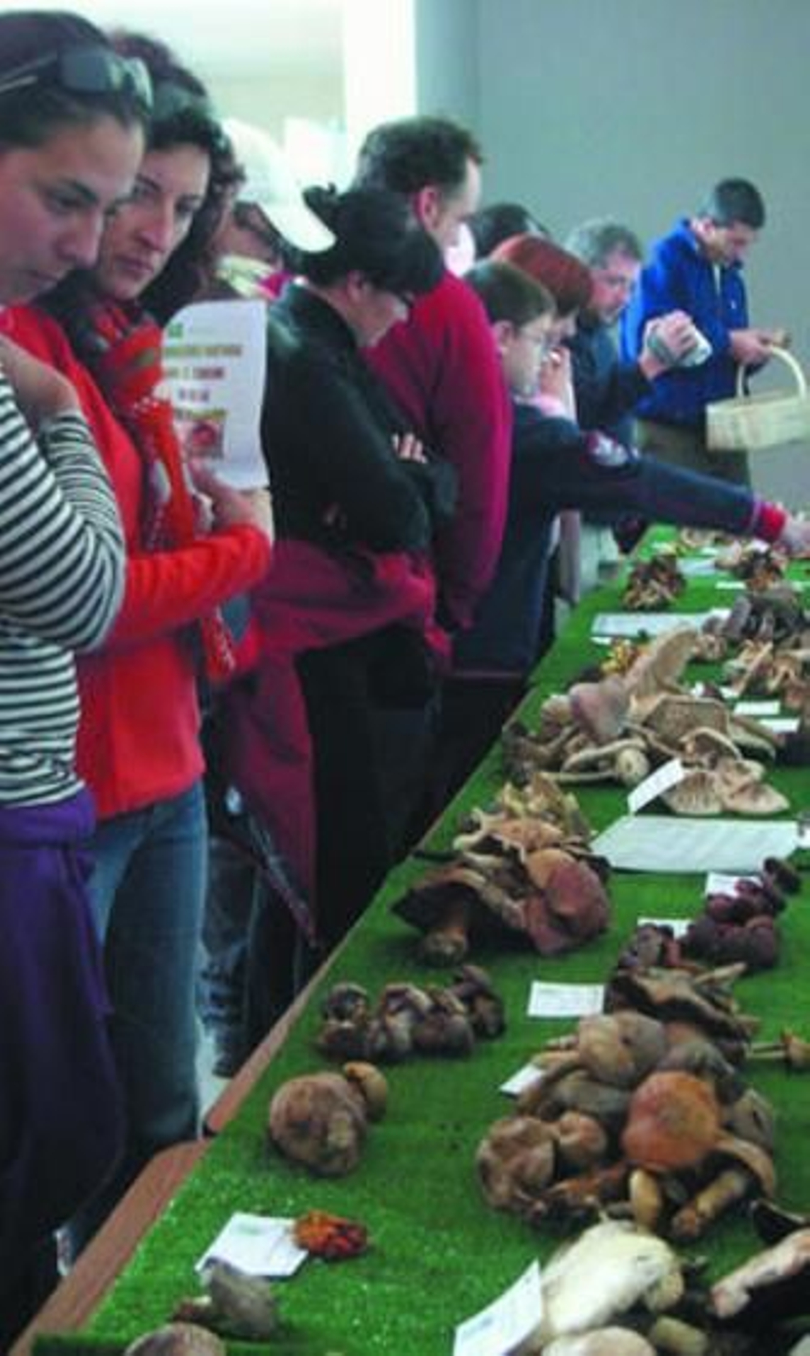 Las setas recolectadas fueron expuesta en el teatro.