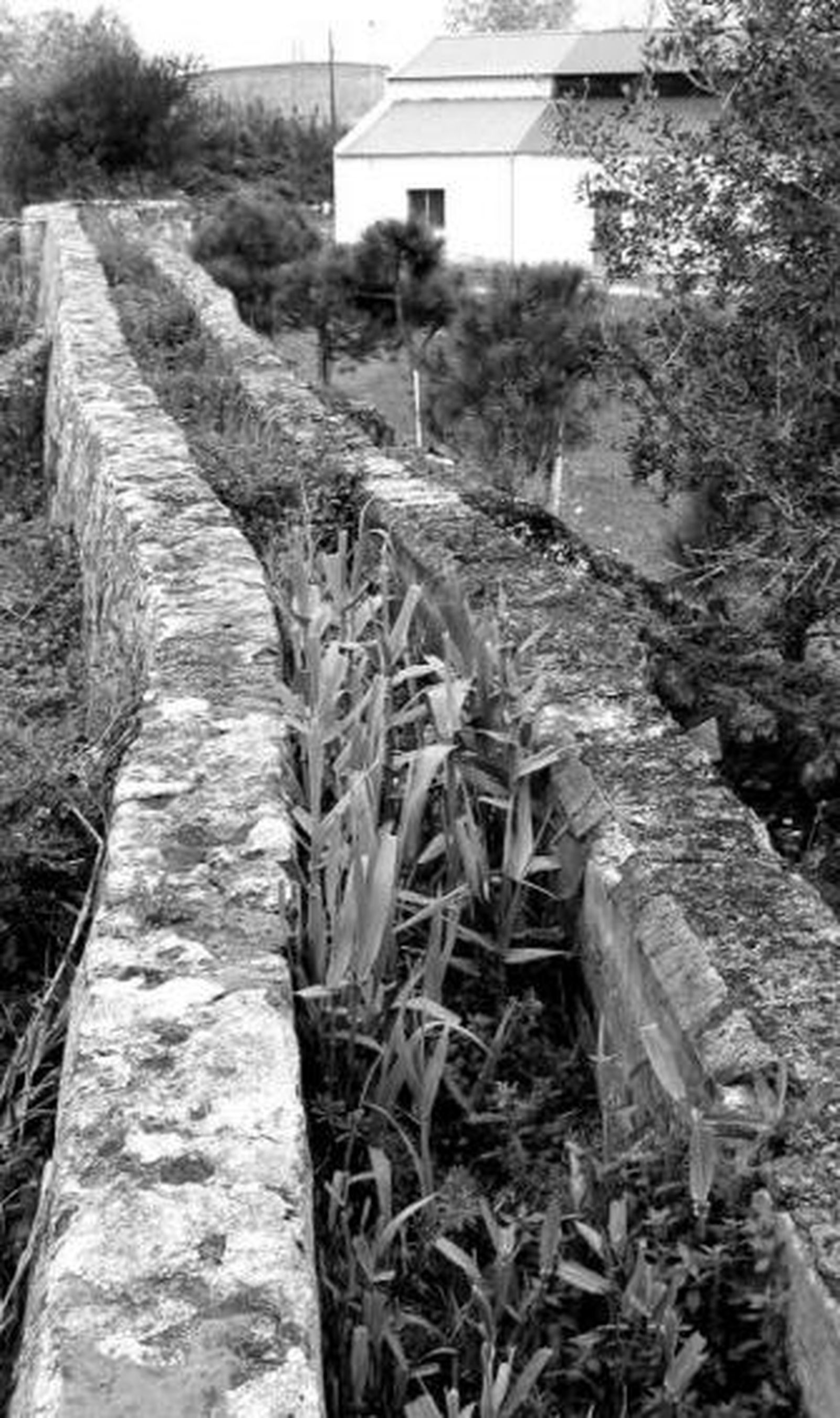 Imagen del molino de Medina.