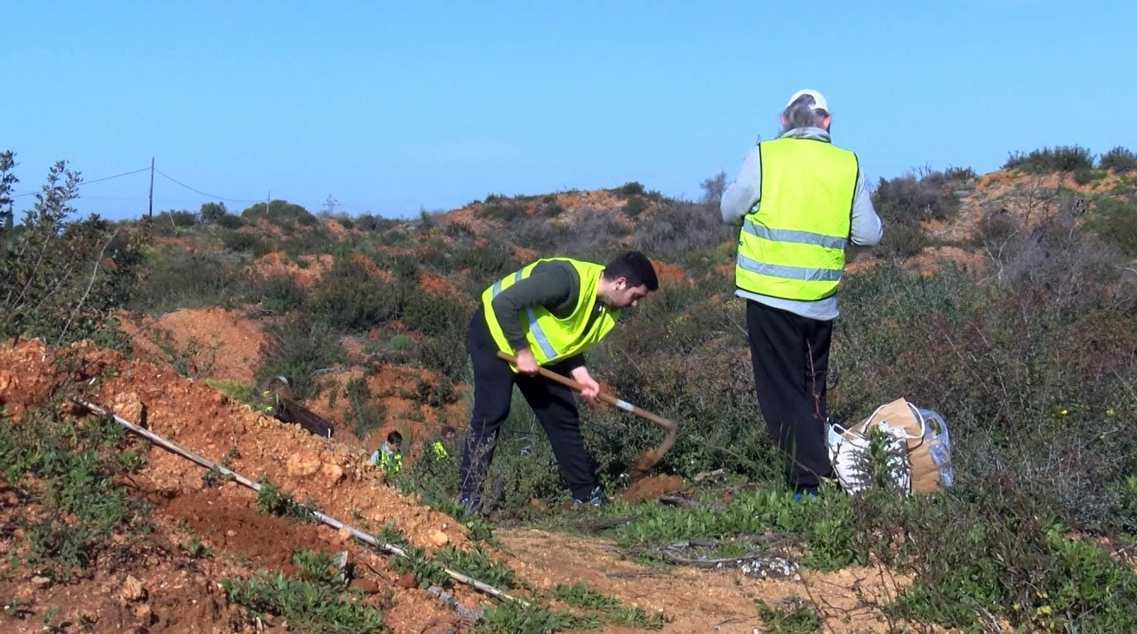 Una de las repoblaciones del Las Canteras
