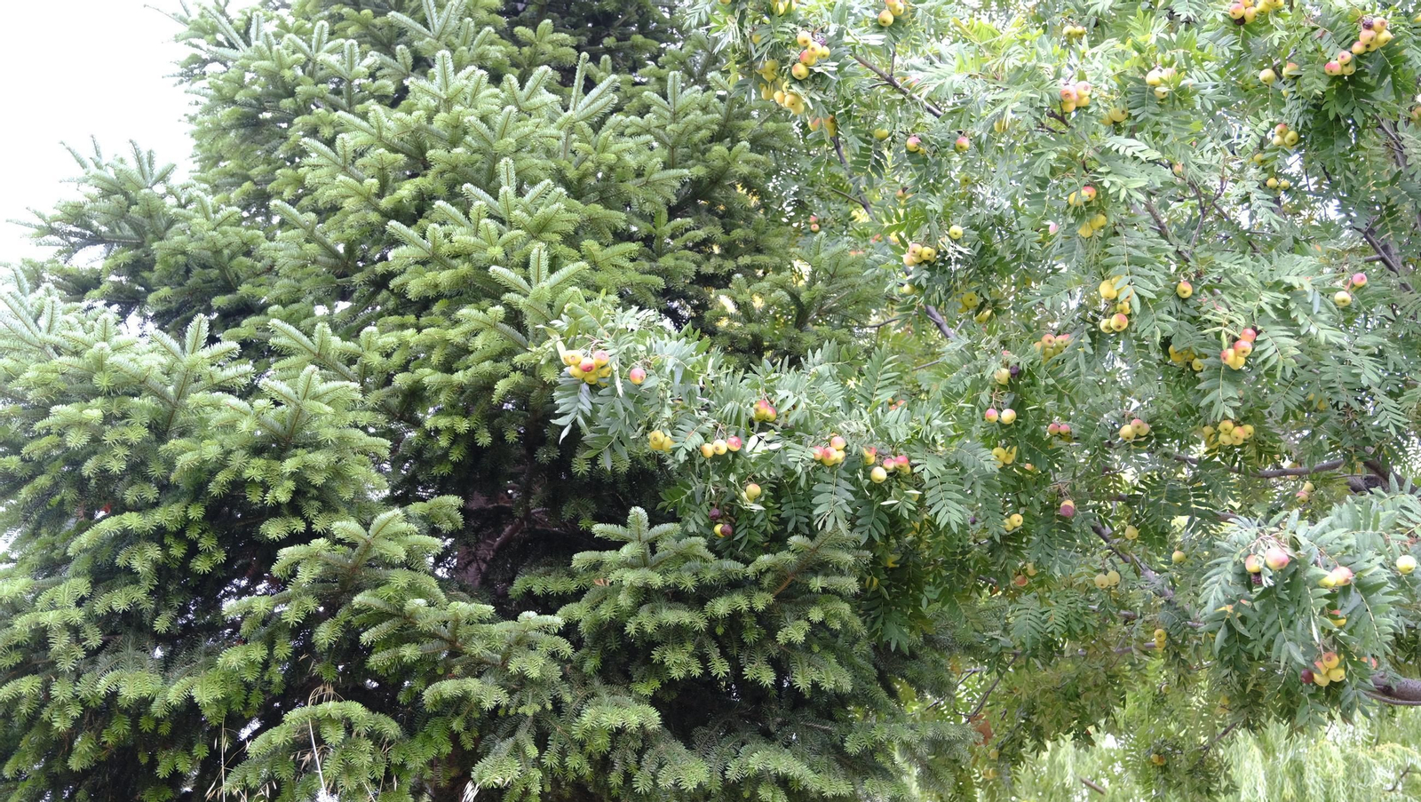 Las manzanas de Paterna, un manjar en imágenes