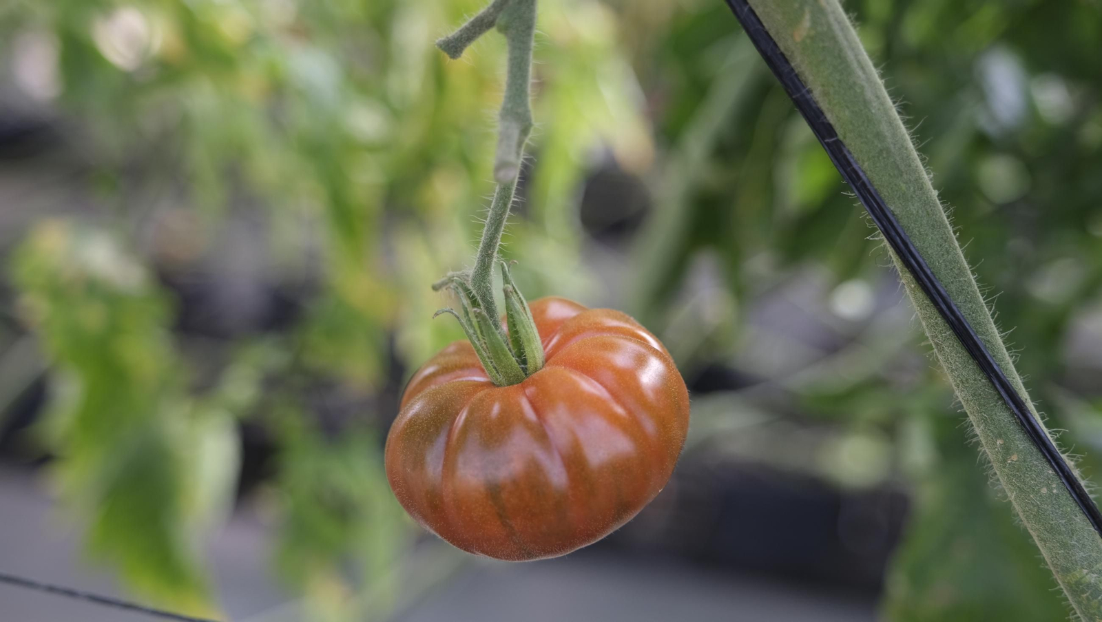 50 años de la Estación Experimental Cajamar-Las Palmerillas, en fotos