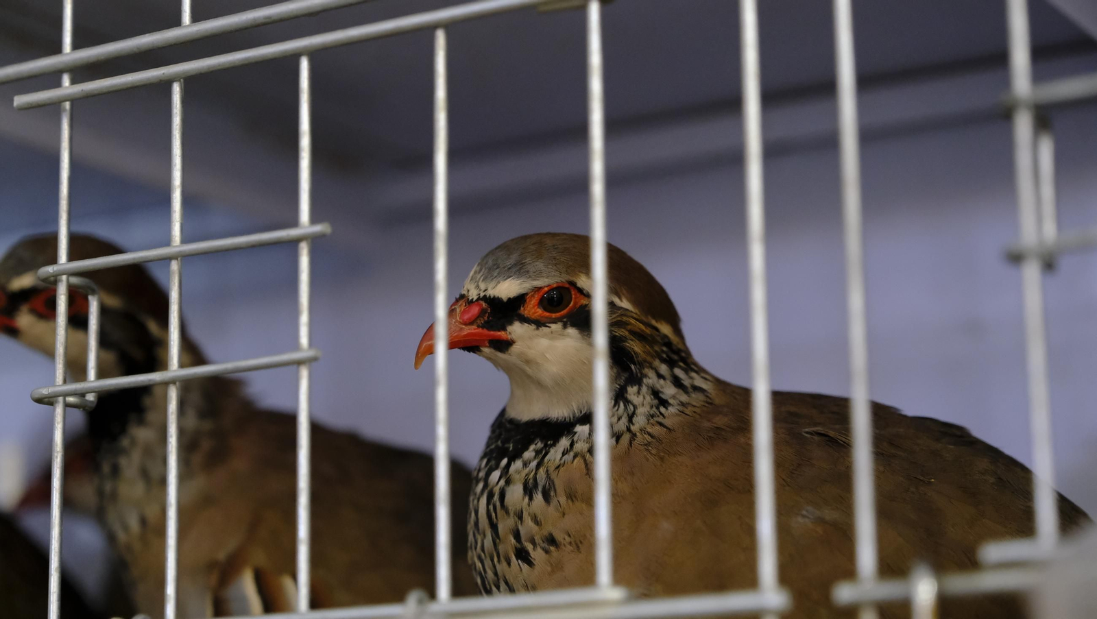 Las fotos de la Feria del Ganado y del Pájaro Perdiz en Albox