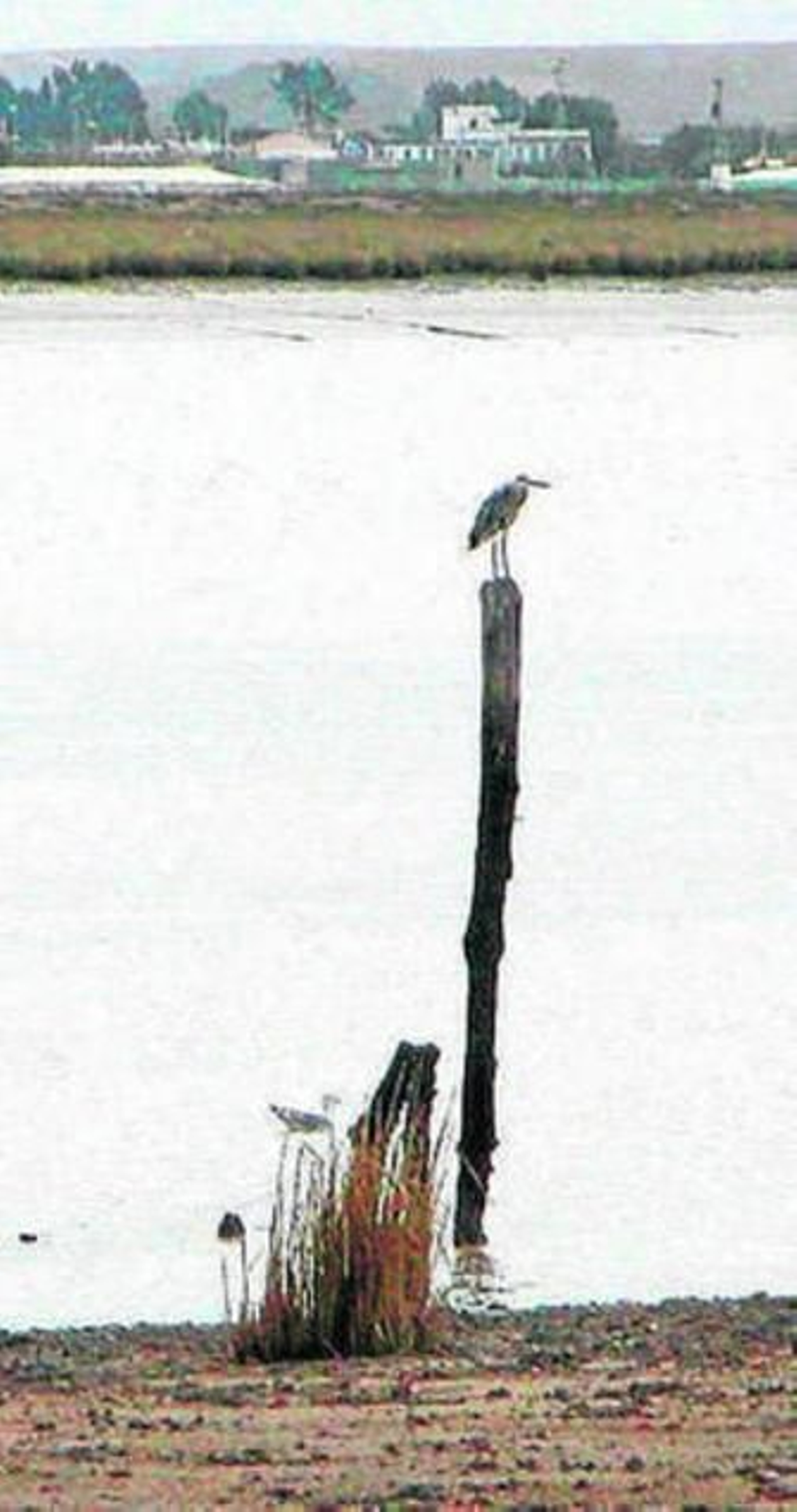 El Guadalquivir a su paso por Doñana.