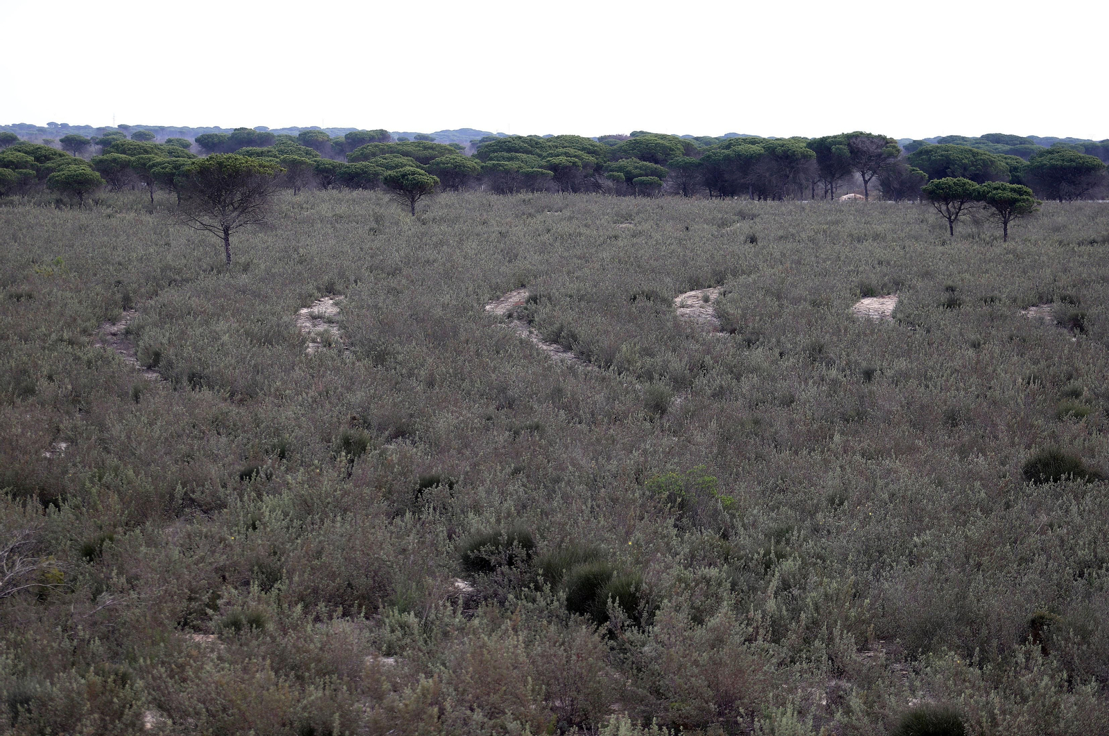 La red mundial de telescopios espaciales con sede en Huelva, en imágenes