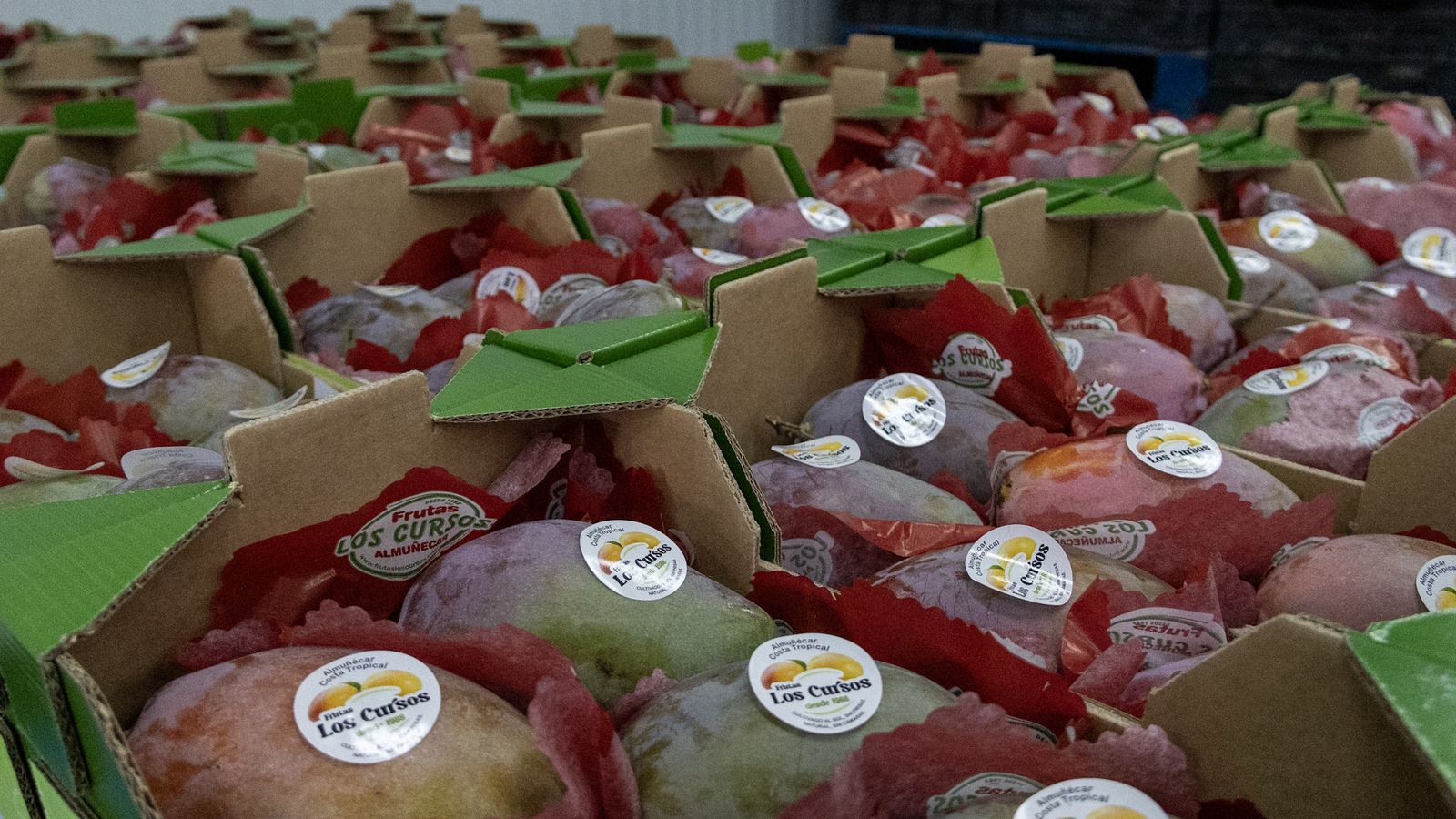 Una remesa de mangos listos para enviar