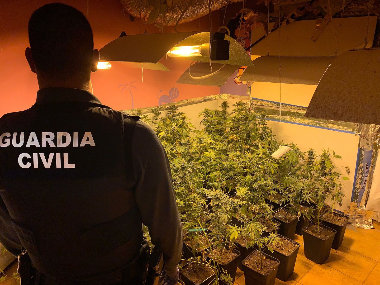 Imagen de archivo de un registro de la Guardia Civil a un centro de producción de marihuana