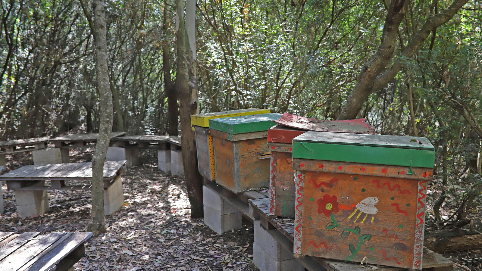 Jerez celebra el Día Mundial de las Abejas Jerez celebra el Día Mundial de las Abejas