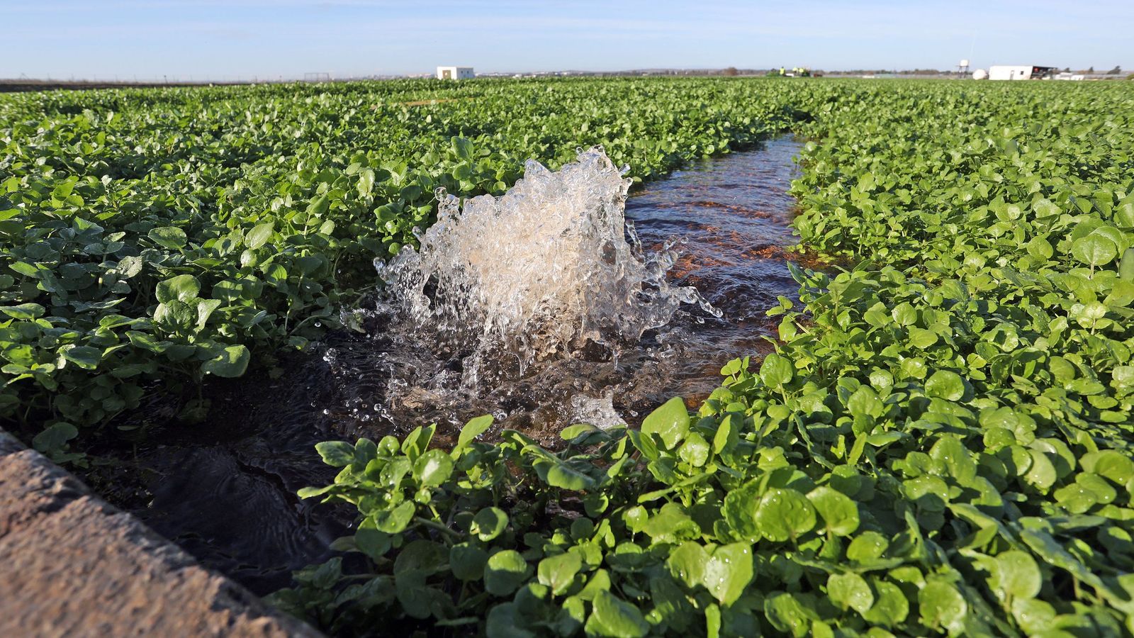 Salida de agua en una de las banquetas de cultivo de berro de la finca Rocío de Royalcress.