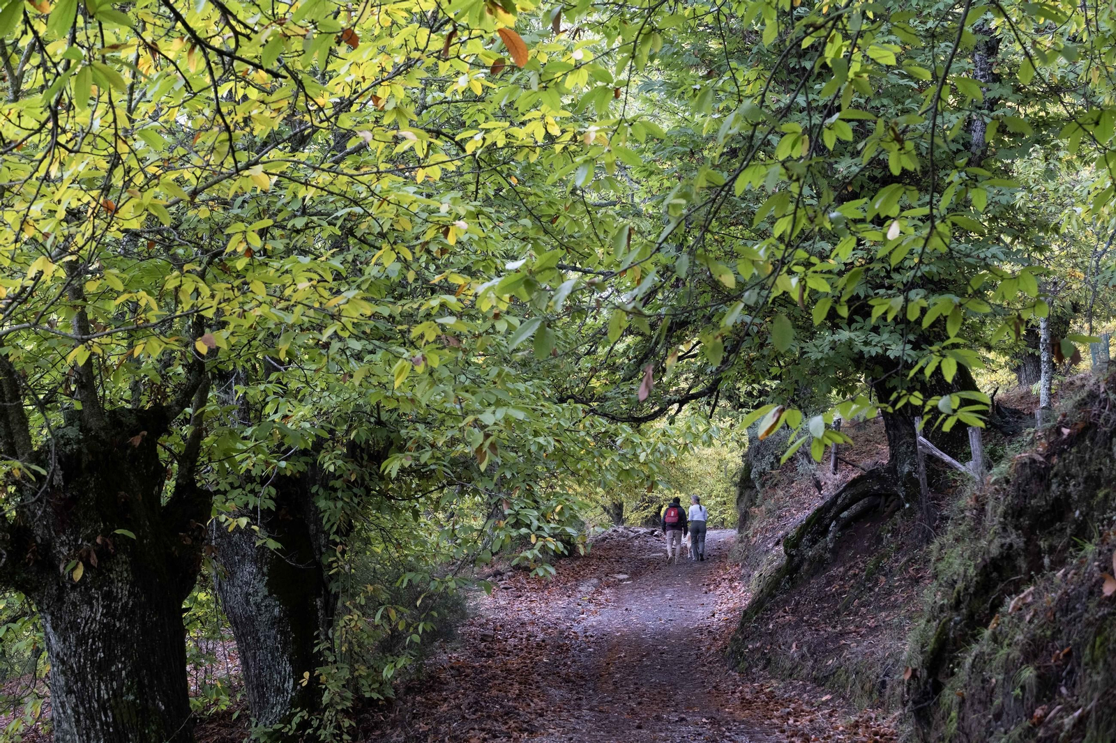 El Bosque de Cobre del Valle del Genal, en fotos