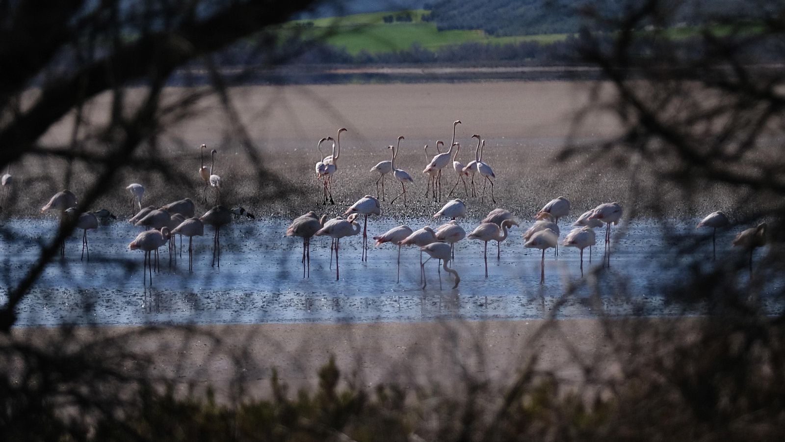 Flamencos en la laguna principal Flamencos en la laguna principal