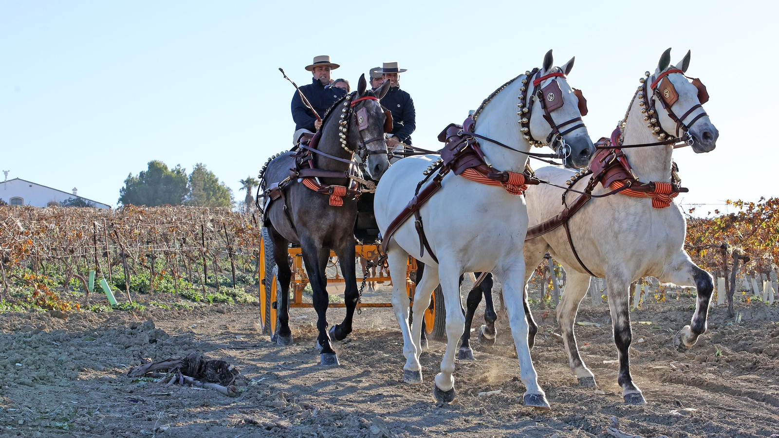 II Ruta Viñas de Jerez