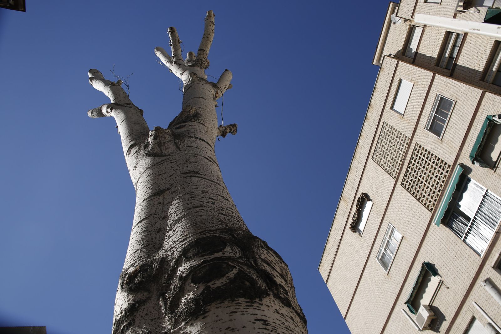 Un árbol con las ramas cortadas en el barrio del Zaidín.