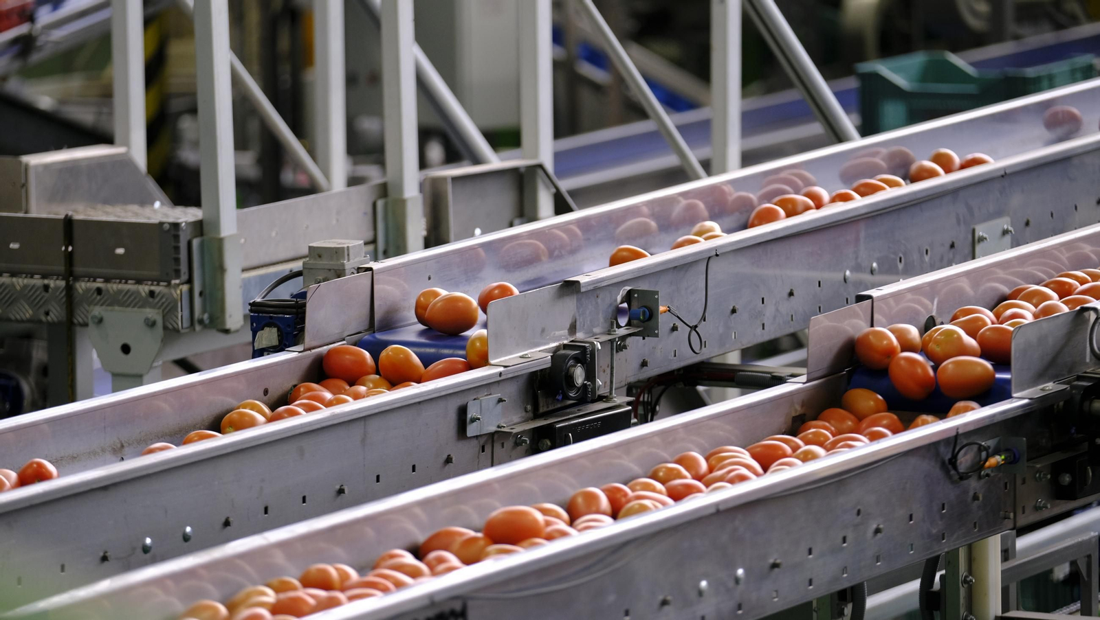 Tomates del campo almeriense para los lineales de los supermercados, en imágenes