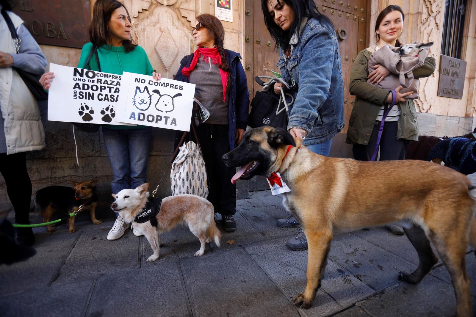 Las mejores imágenes del desfile preadopción de perros y gatos en Córdoba