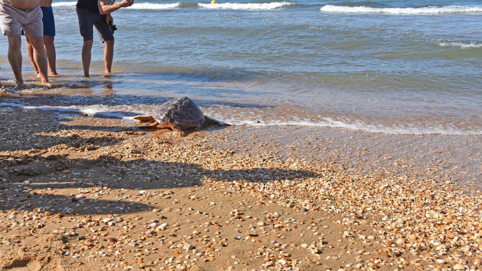 Una de las tortugas vuelve al mar