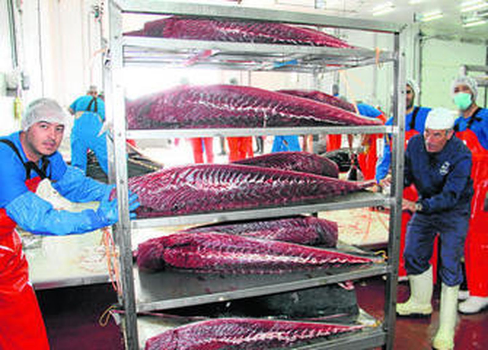 Lomos de atún rojo de almadraba en Barbate, a principios de temporada.