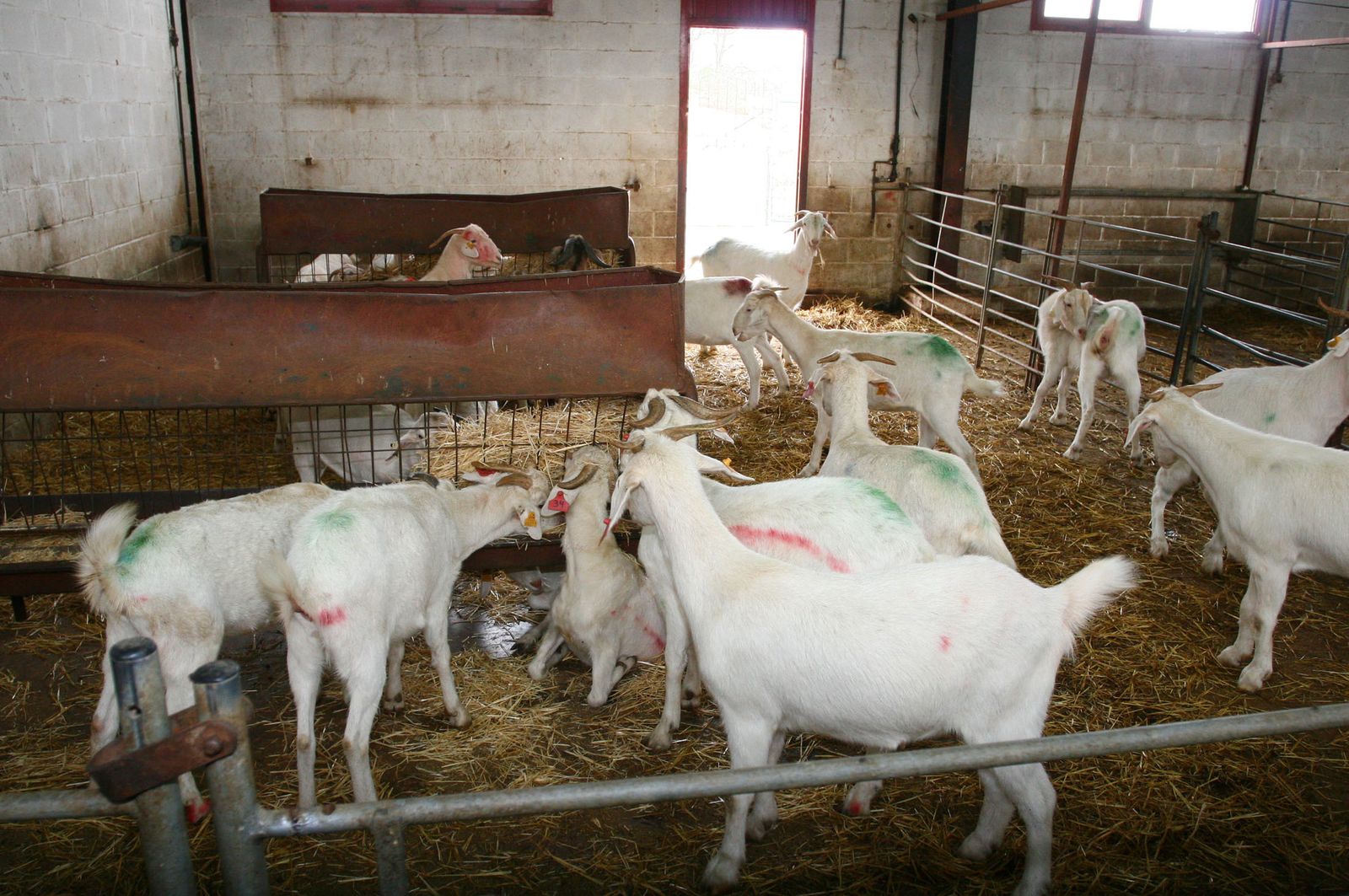 Imagen de una explotación ganadera de ovejas