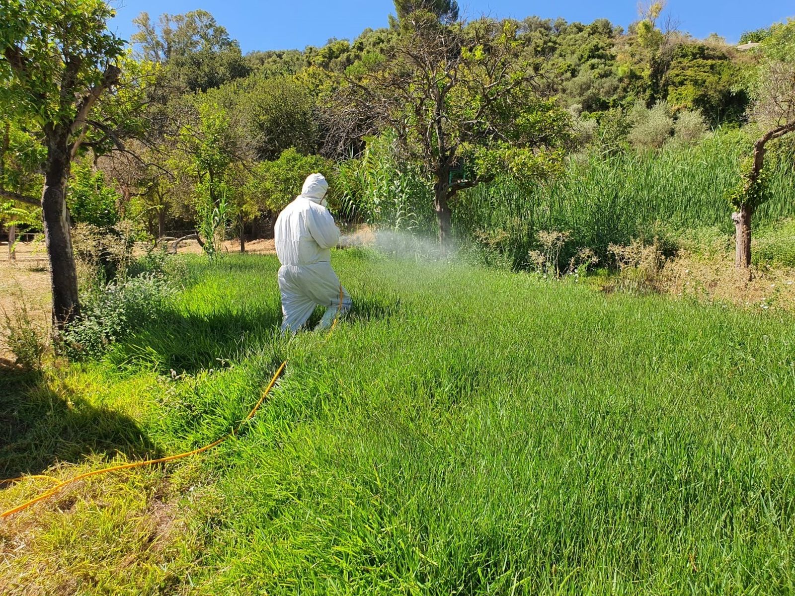 Tareas de fumigación en zonas verdes de Gelves.