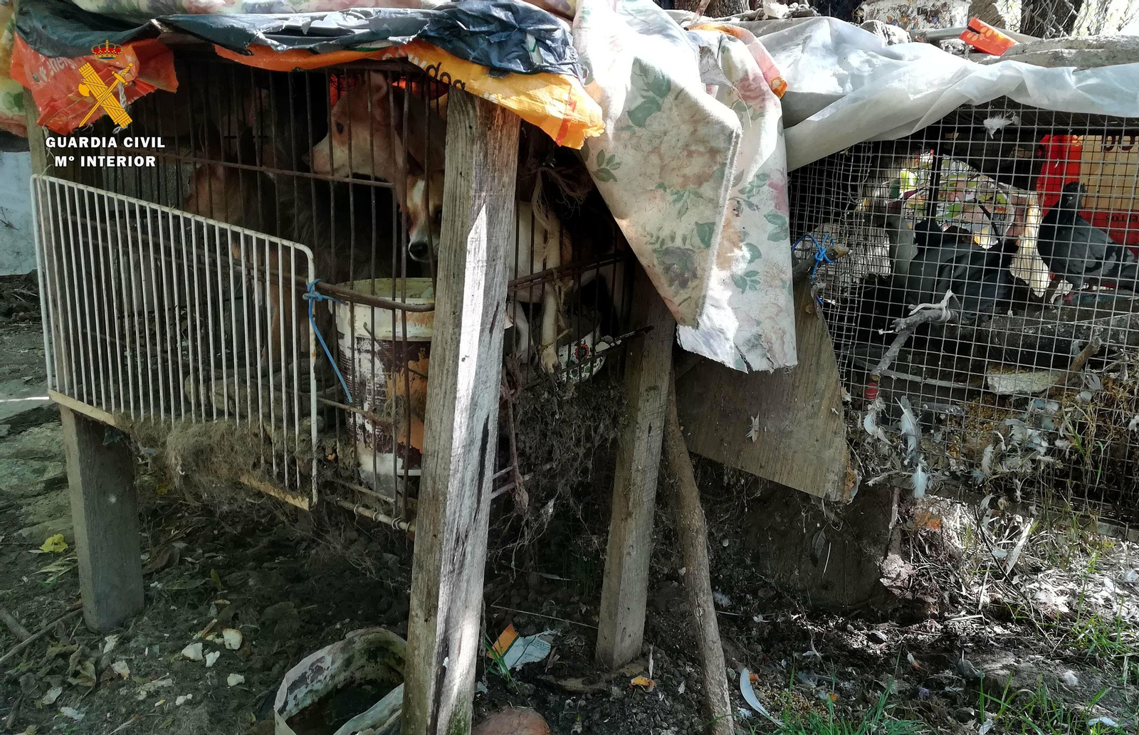 Estado en el que se encontraban los animales-