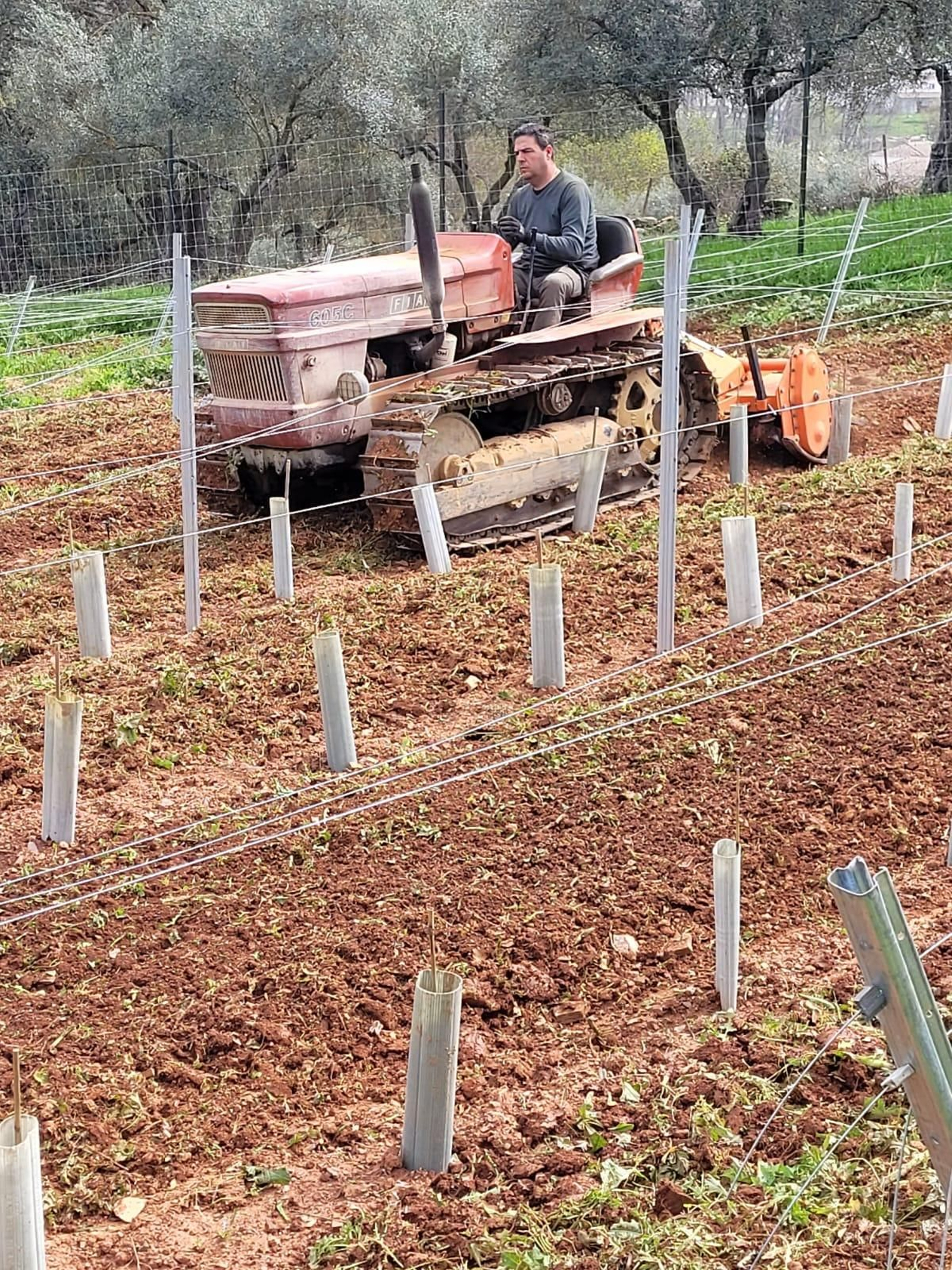 Raúl Fernández trabaja en sus nuevos viñedos de Huerta Los Perales.