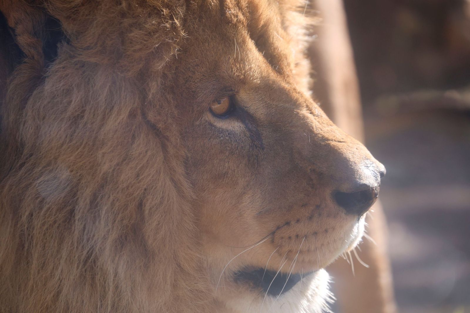Las mejores imágenes de Zazu y Aissa, la nueva pareja de leones del Zoo de Córdoba
