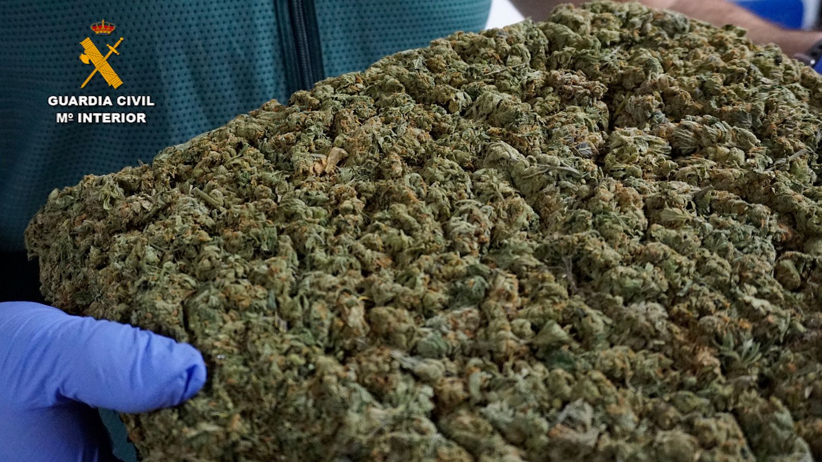 Parte de los cogollos intervenidos por la Guardia Civil.