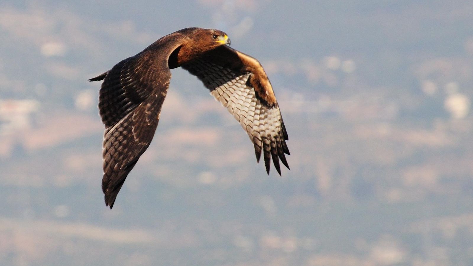 Fotografía de águila real