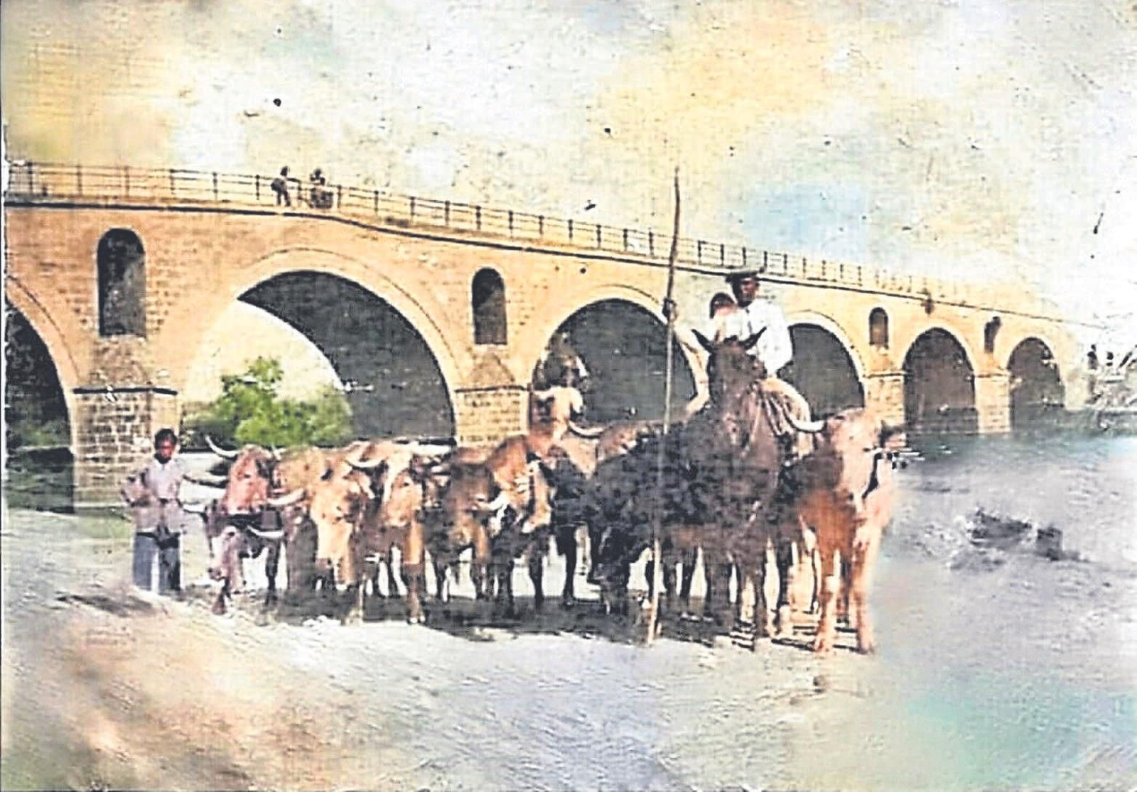 Reses abrevando en el río, c. 1920. Reses abrevando en el río, c. 1920.