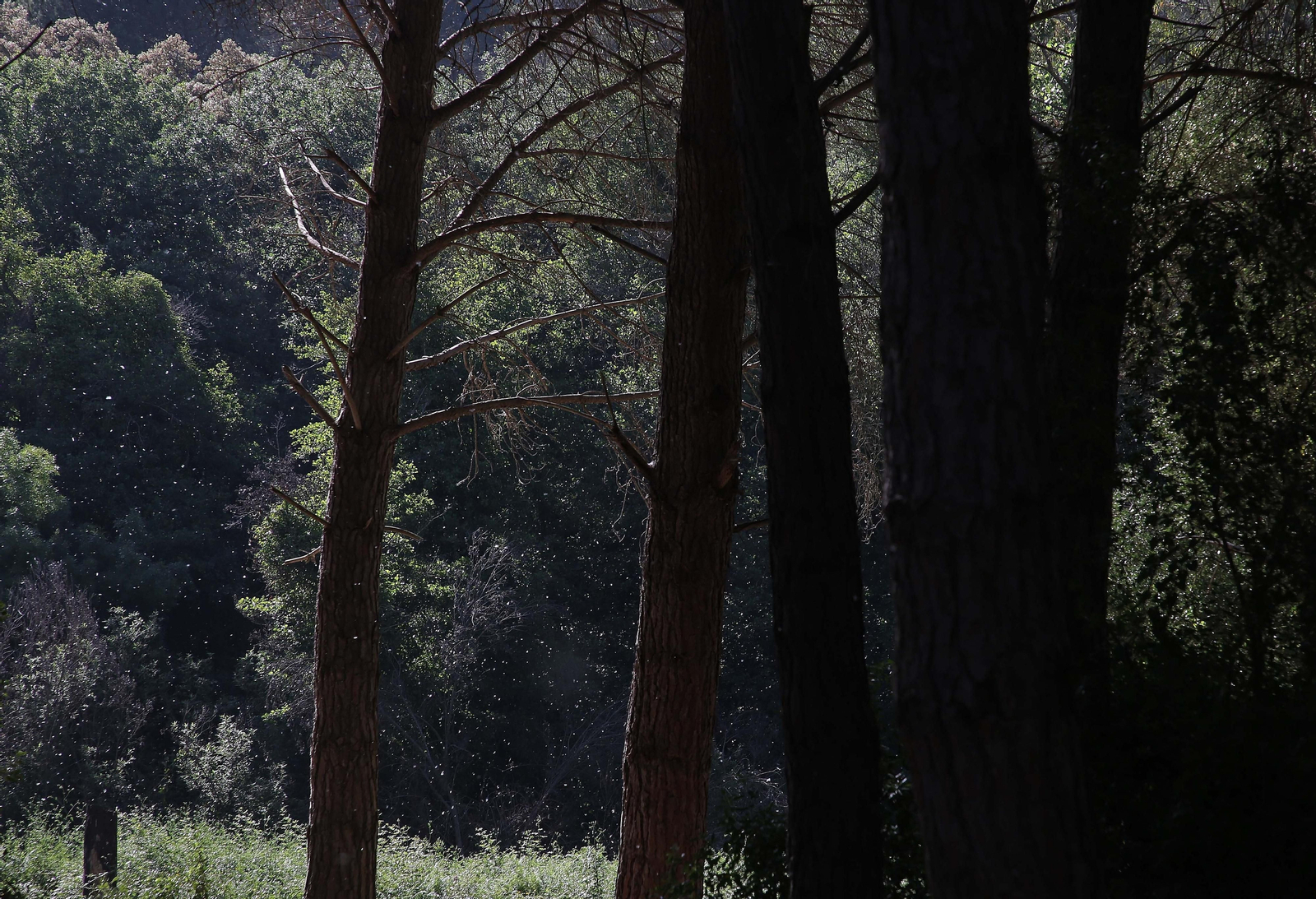 El Pinar del Rey de San Roque, en imágenes