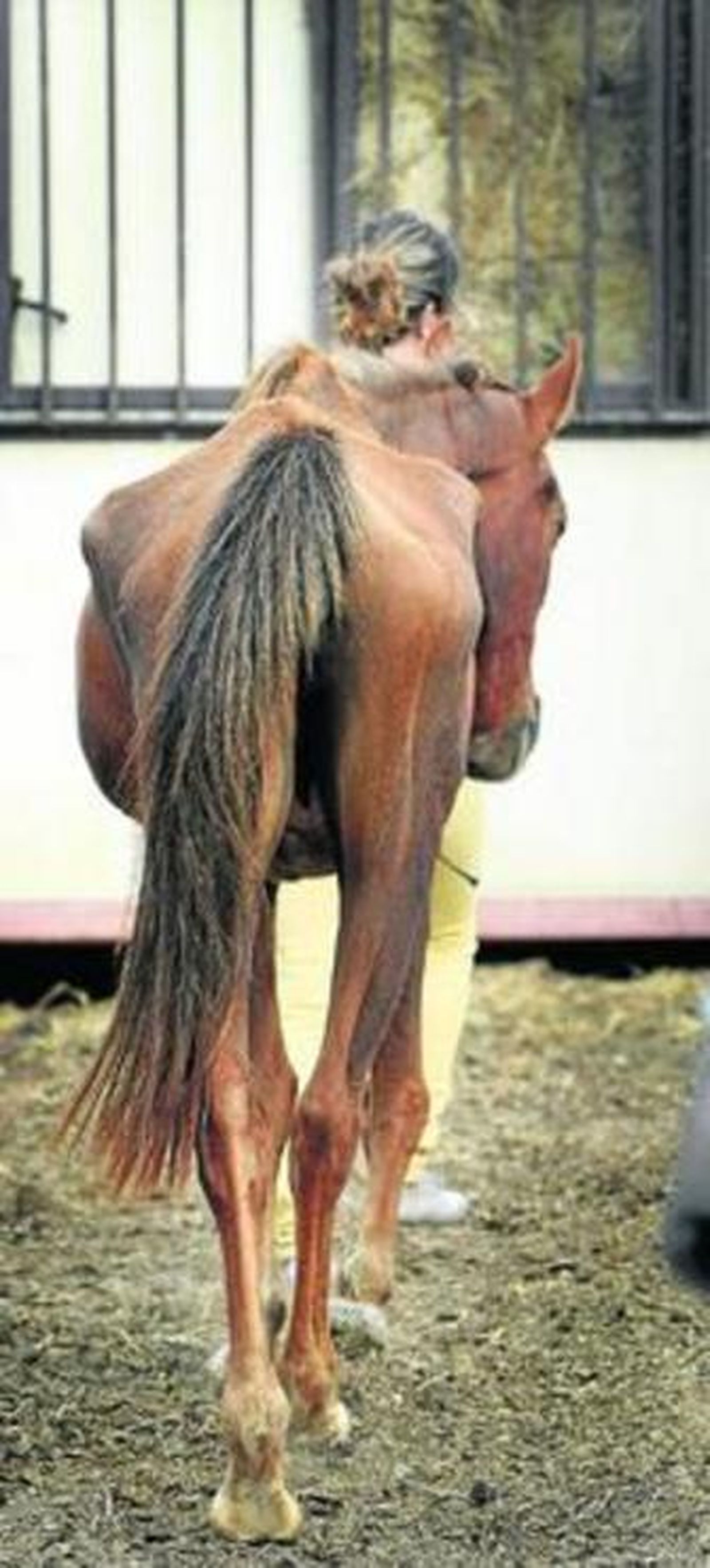 Un famélico y anciano caballo en una finca de Zahara.