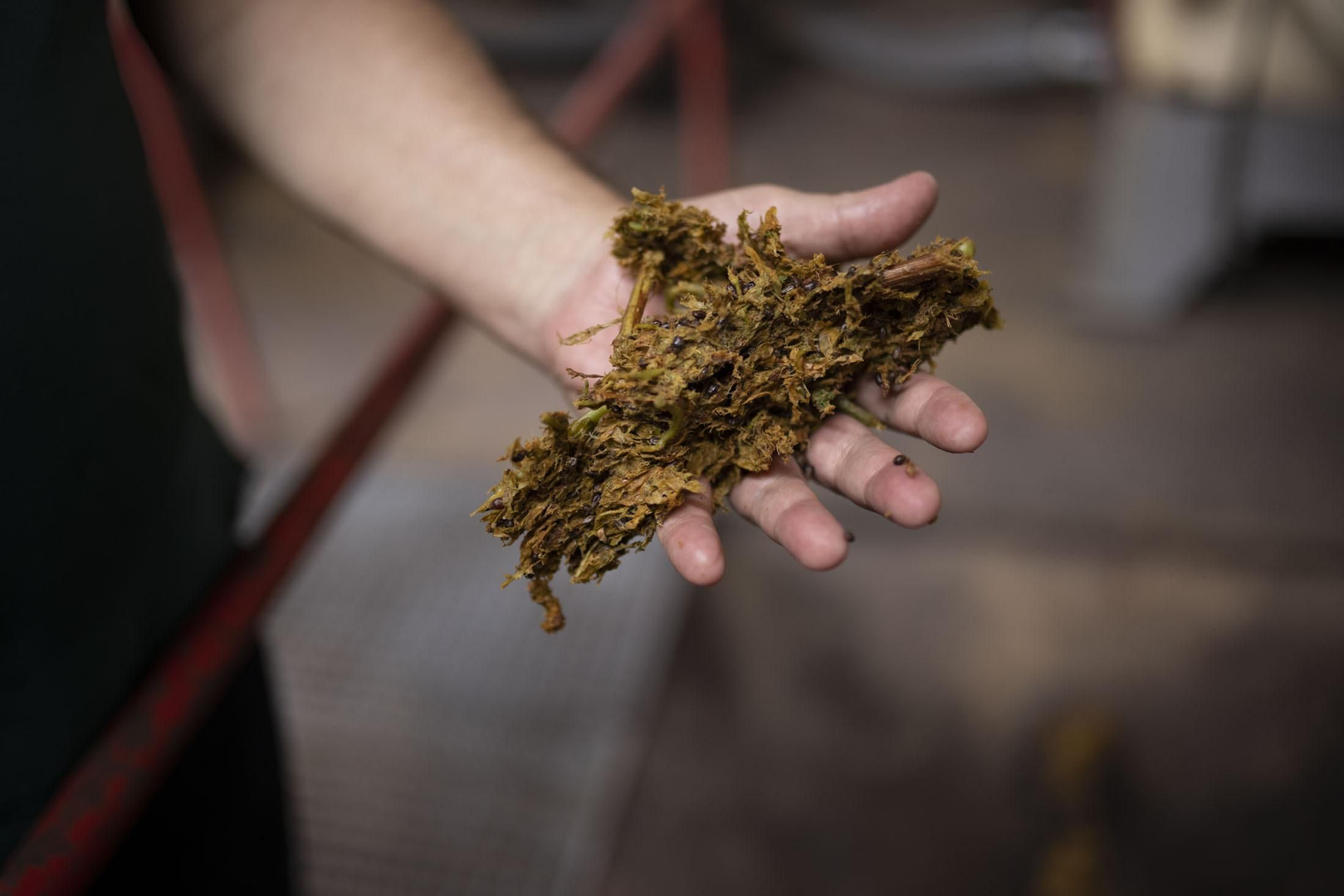 Imágenes de la vendimia en el Condado de Huelva