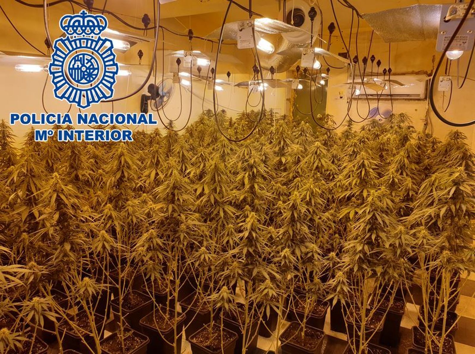 Detienen a tres presuntos responsables de plantaciones de marihuana en Jerez