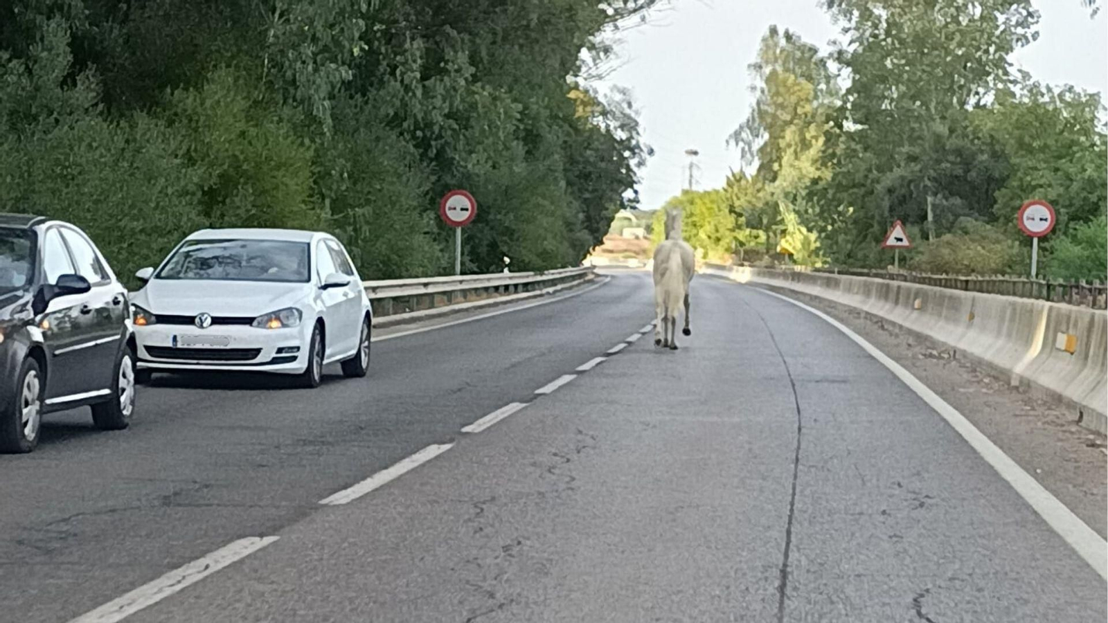 El caballo suelto, galopando por la carretera.