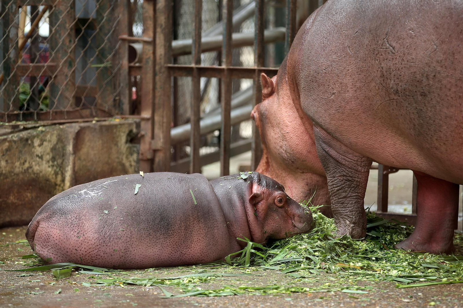 ¡Bienvenido al mundo! Un adorable hipopótamo bebé hace su debut en el zoológico de Hanói, robando corazones con su encanto