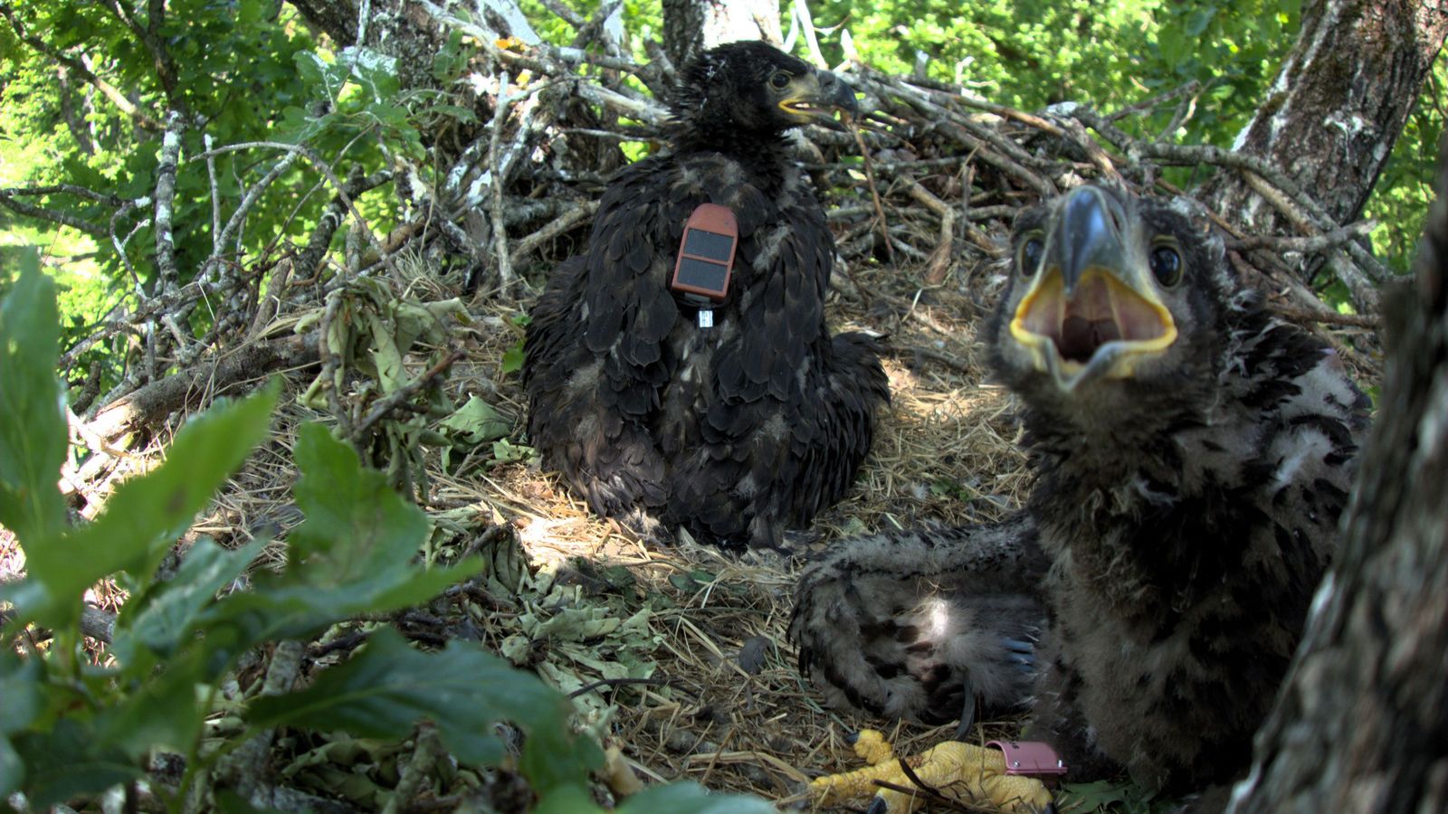 'Moselle' y su hermano en el momento del marcaje en el nido donde nacieron en 2023.