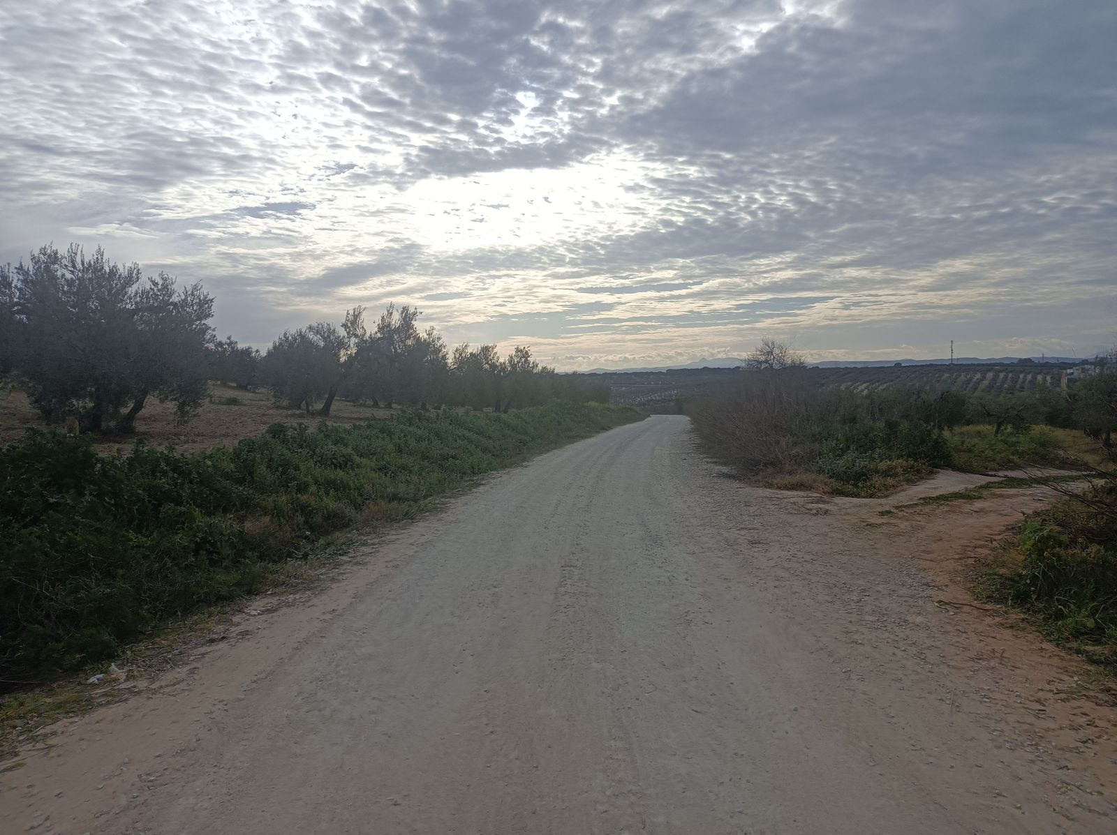 Al dejar atrás las casas, descendemos por una pista entre olivos y campos de cultivo.