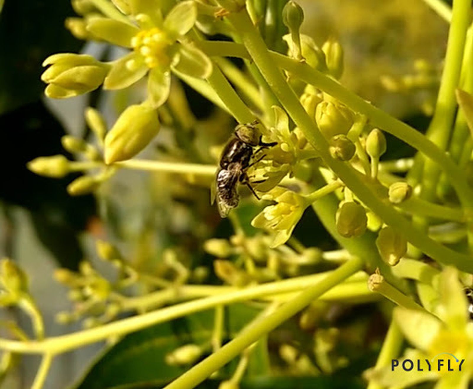 Polyfly se dedica a la investigación, producción y comercialización de soluciones de polinización natural