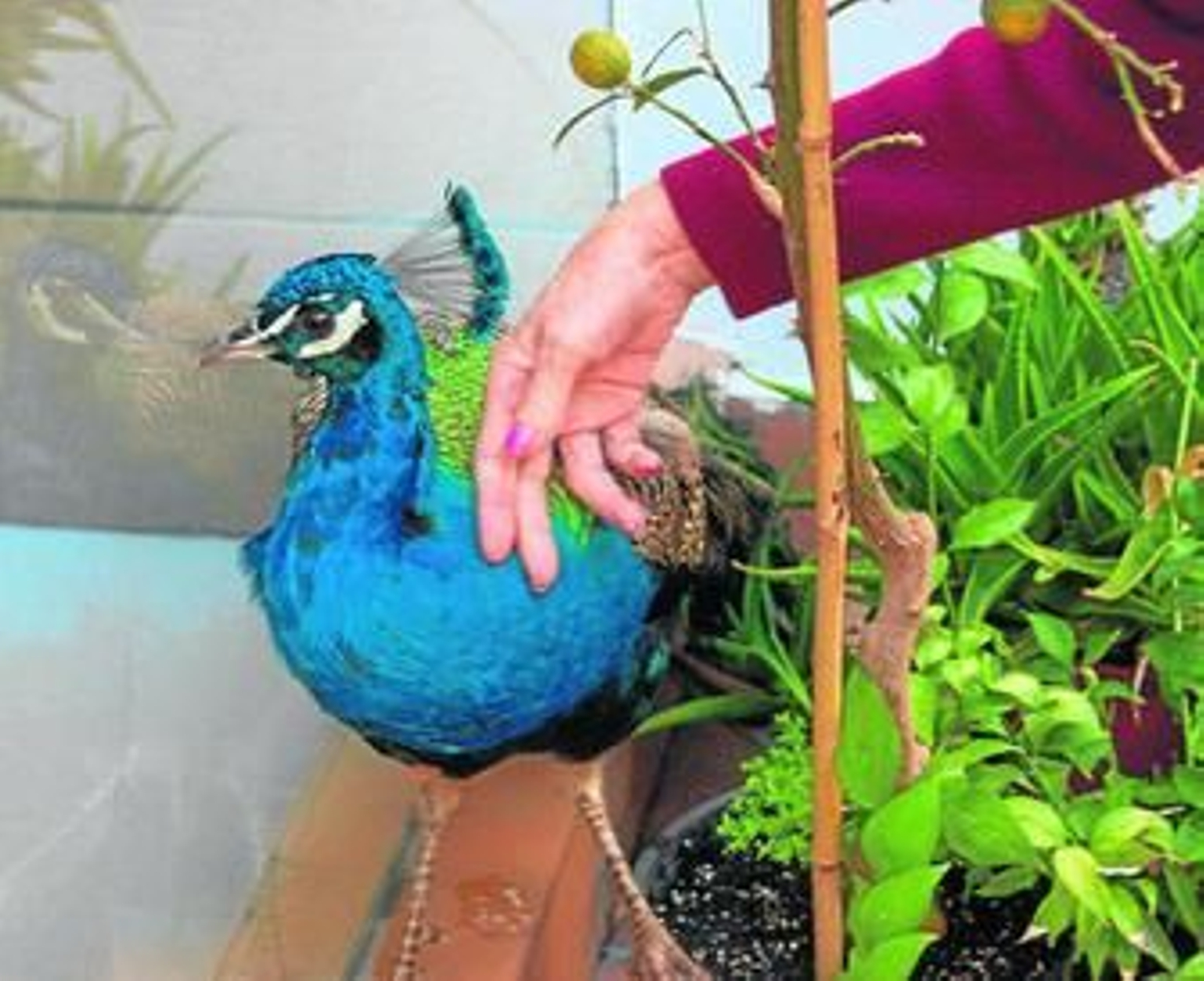 Un pavo es el nuevo inquilino en una residencia de mayores motrileña.