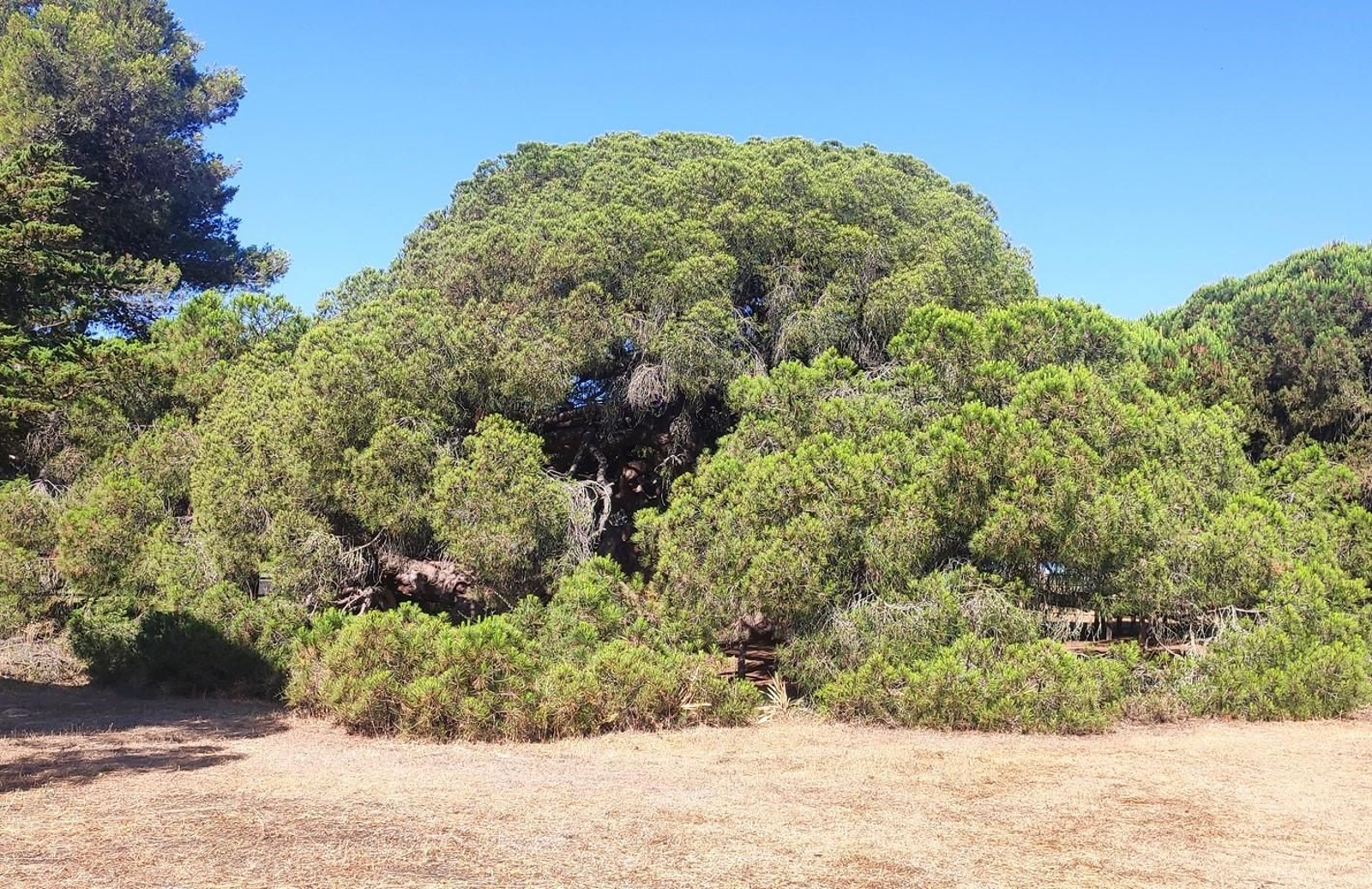 Pino Centenario de Mazagón.